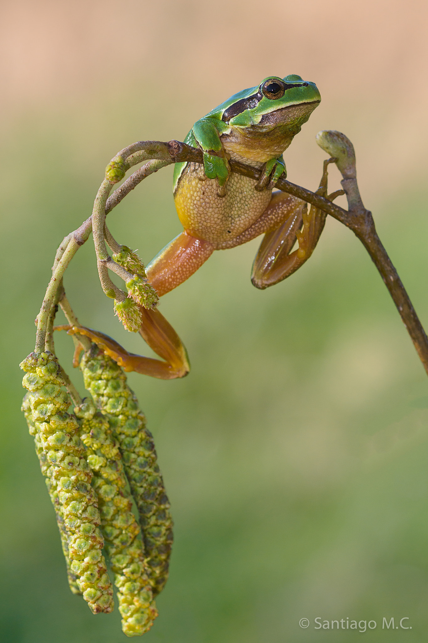 Sony SLT-A77 sample photo. Hyla arborea photography