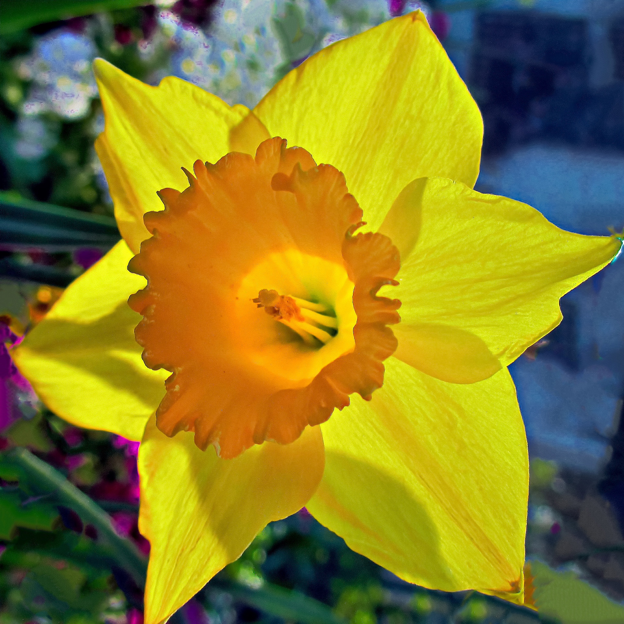 Canon PowerShot ELPH 310 HS (IXUS 230 HS / IXY 600F) sample photo. Daffodil. photography