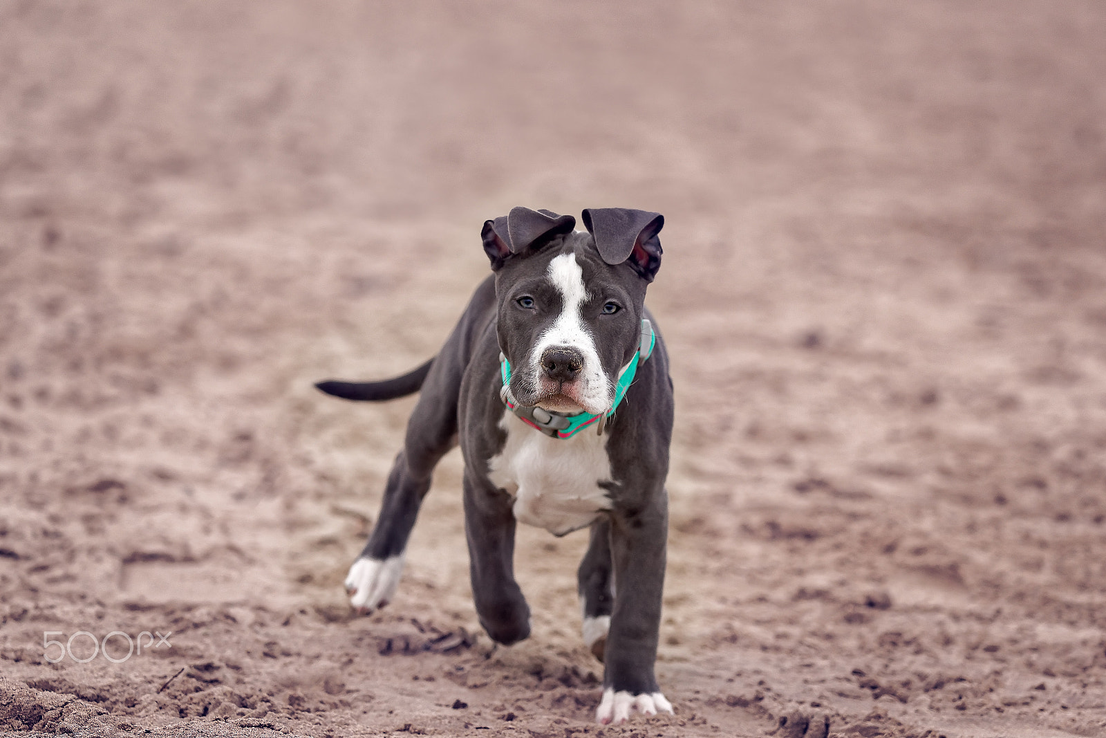 Canon EOS-1D X Mark II sample photo. American pitbull. photography