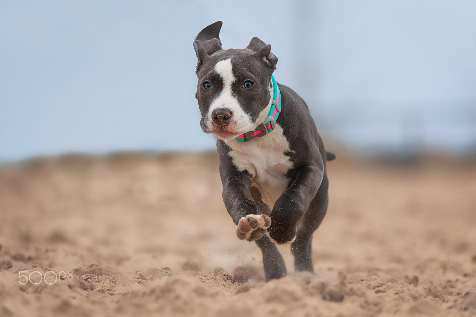 Canon EOS-1D X Mark II sample photo. American pitbull. photography