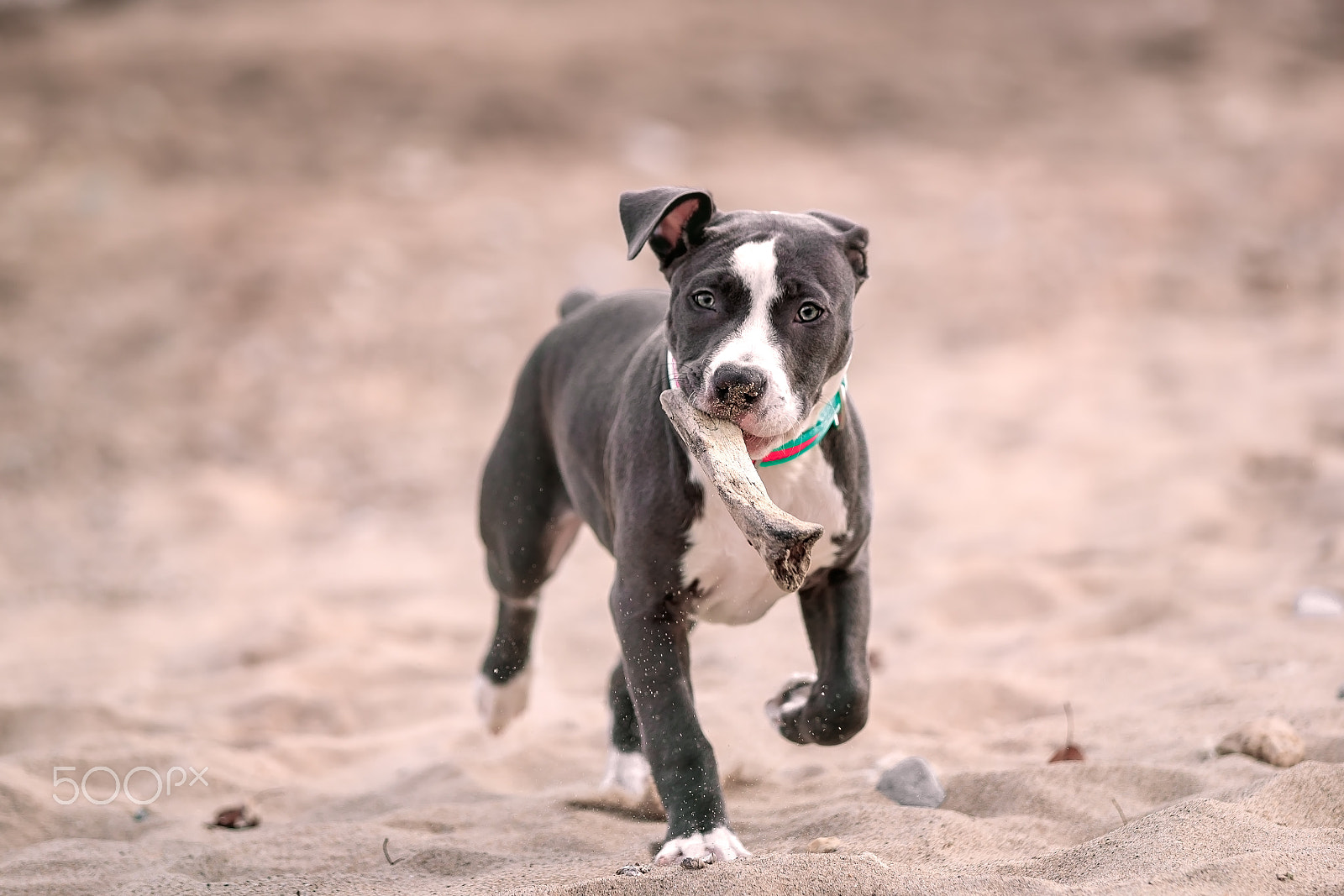 Canon EOS-1D X Mark II sample photo. American pitbull. photography