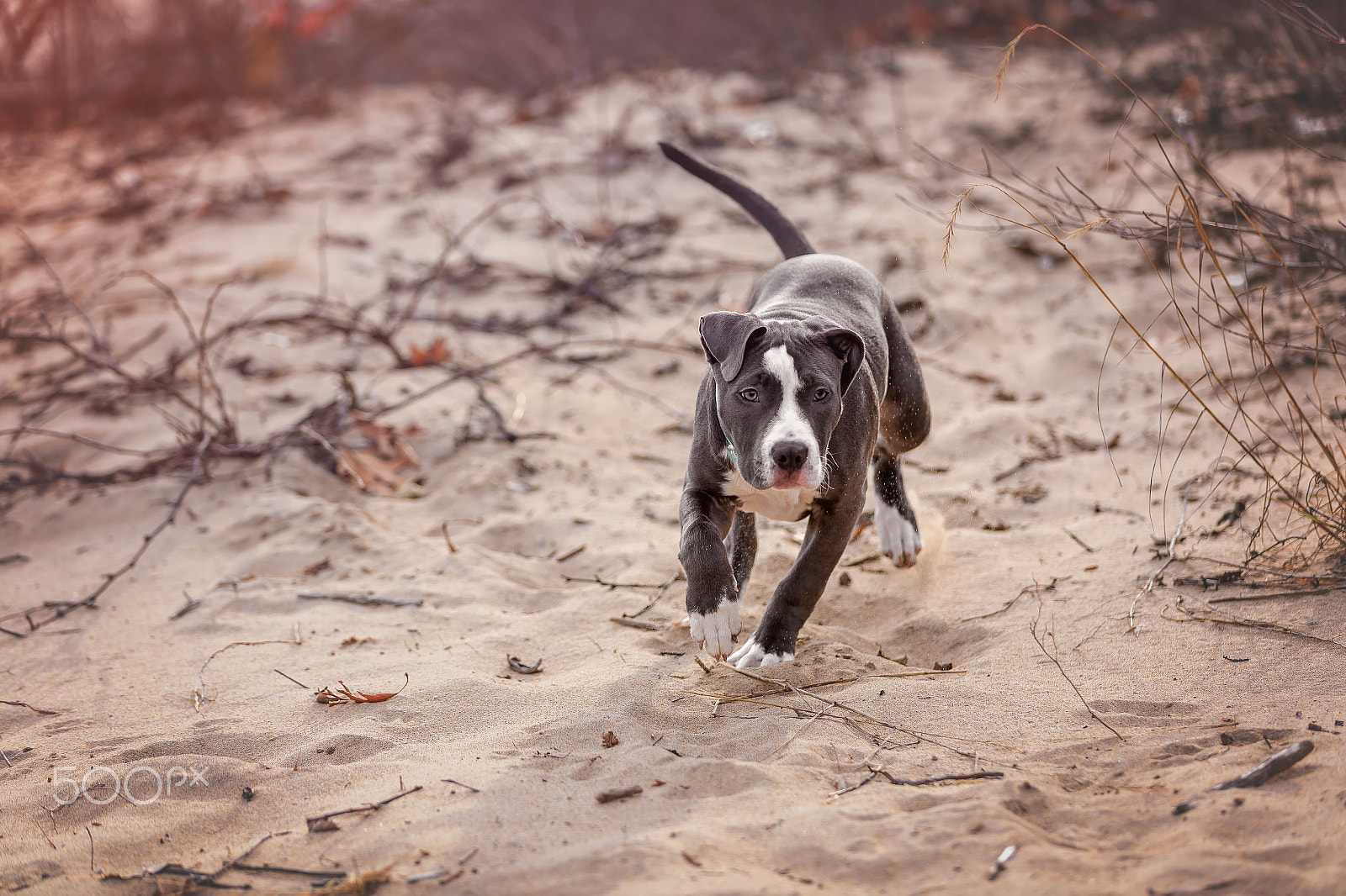 Canon EOS-1D X Mark II sample photo. American pitbull. photography