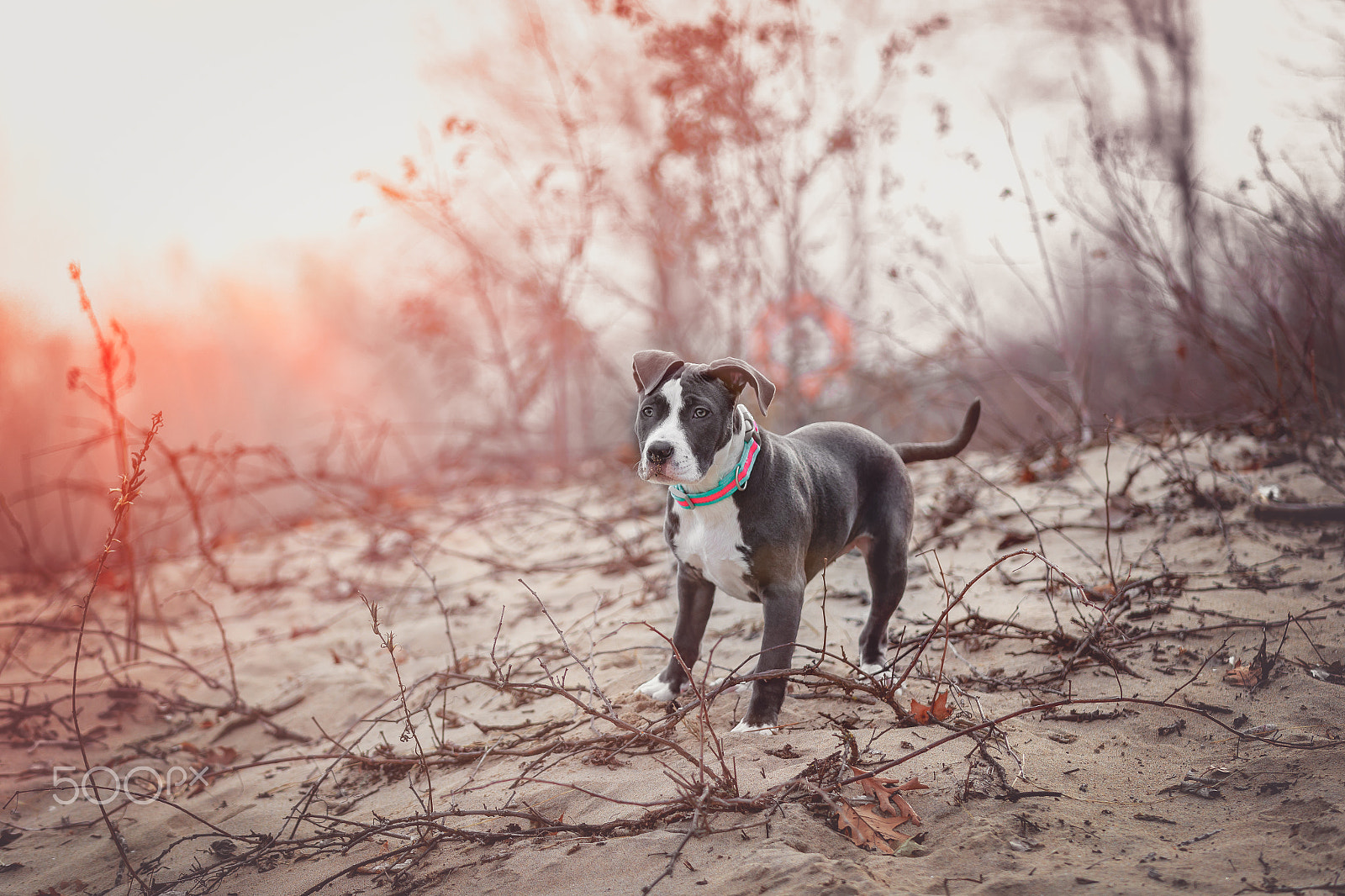 Canon EOS-1D X Mark II sample photo. American pitbull. photography