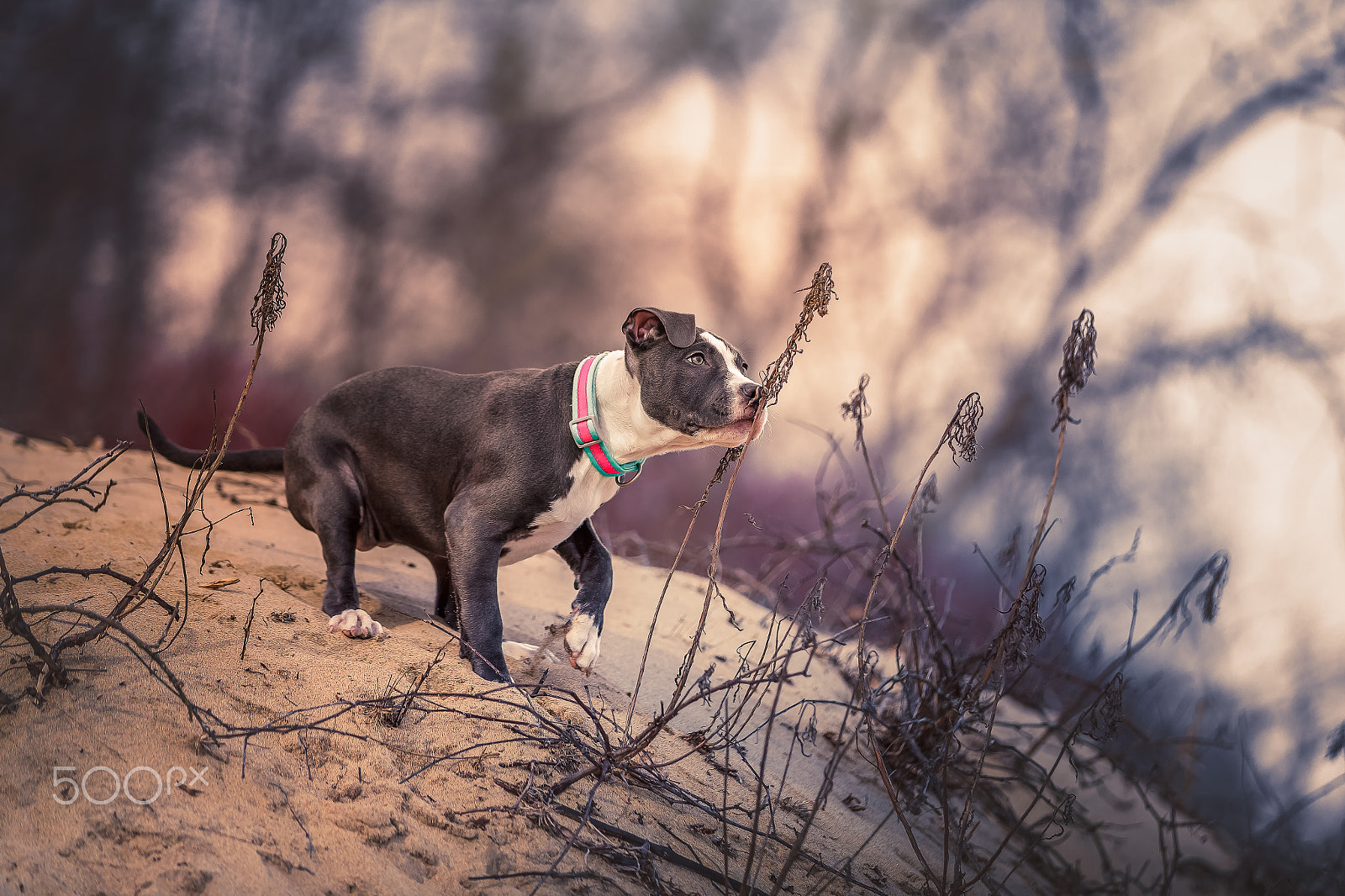 Canon EOS-1D X Mark II sample photo. American pitbull. photography