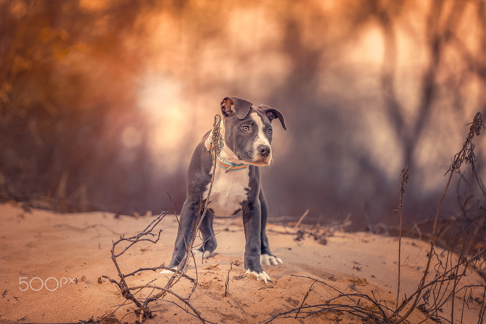 Canon EOS-1D X Mark II sample photo. American pitbull. photography