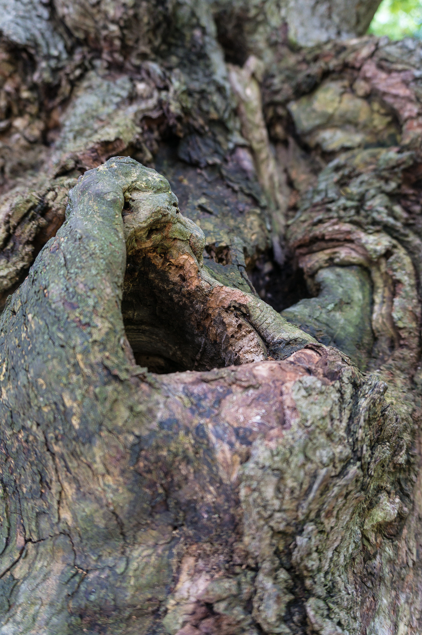 Sony Alpha NEX-6 sample photo. Knarled photography