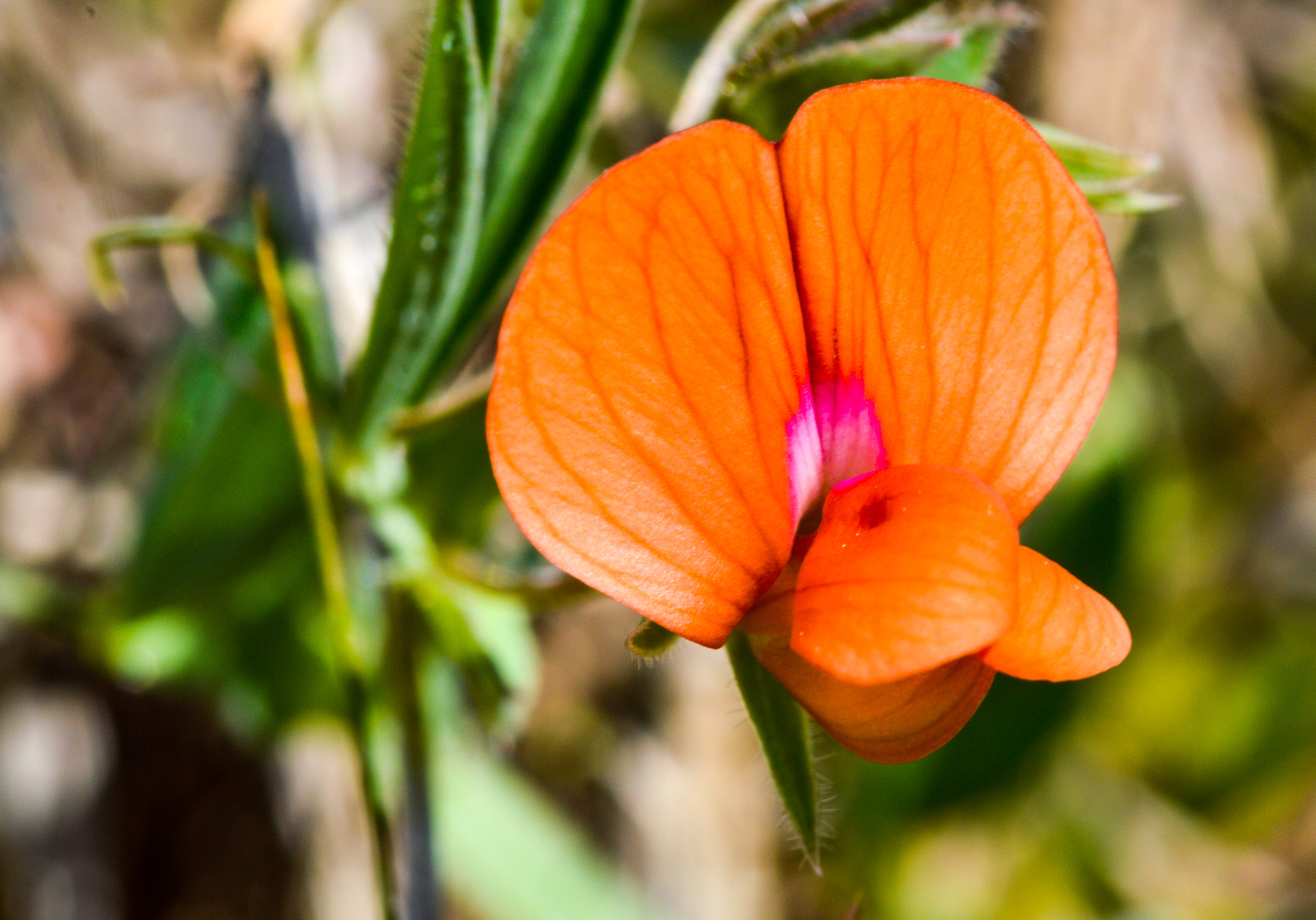 Sigma 105mm F2.8 EX DG OS HSM sample photo. Dsc photography