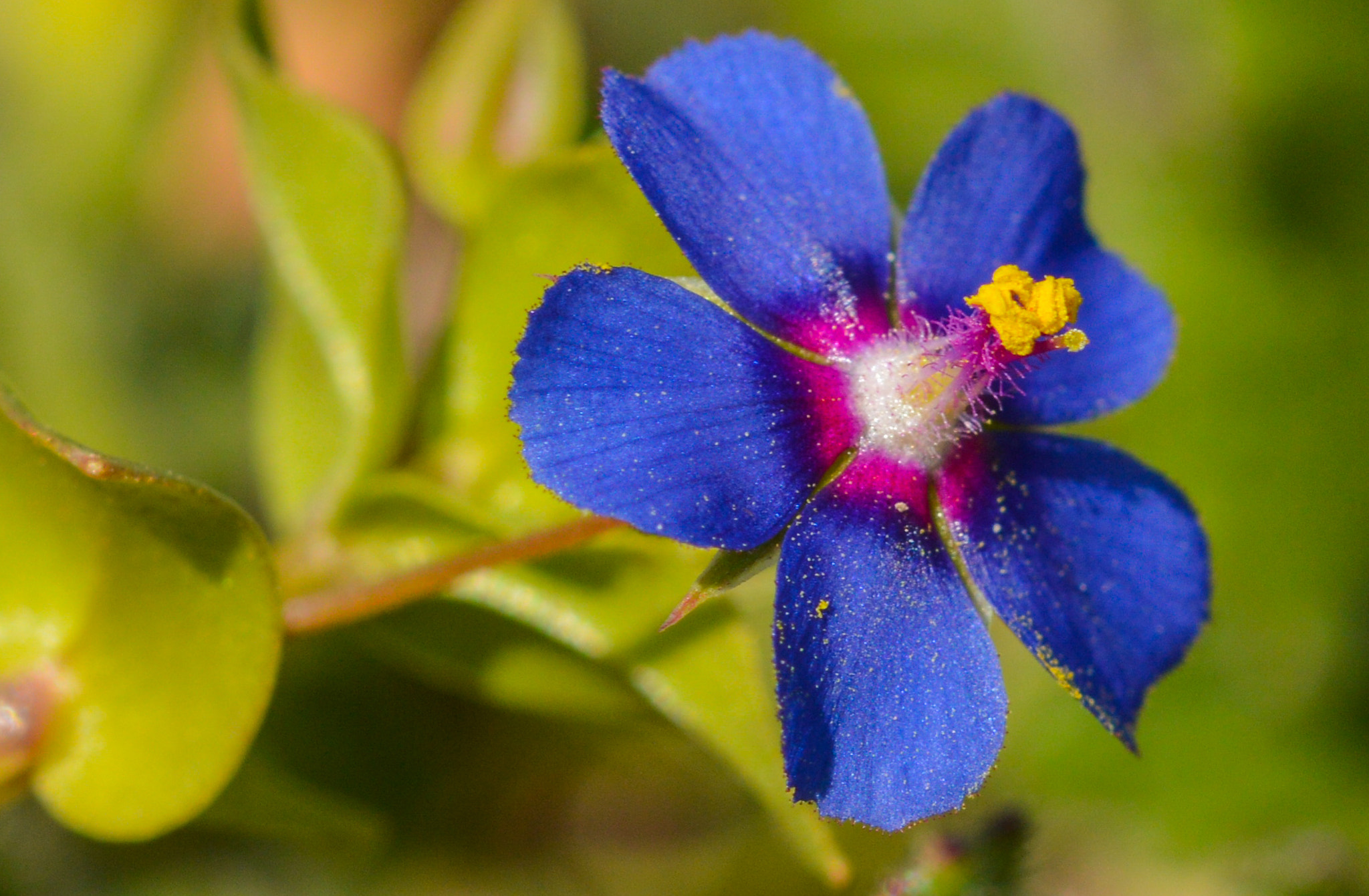 Sigma 105mm F2.8 EX DG OS HSM sample photo. Dsc photography