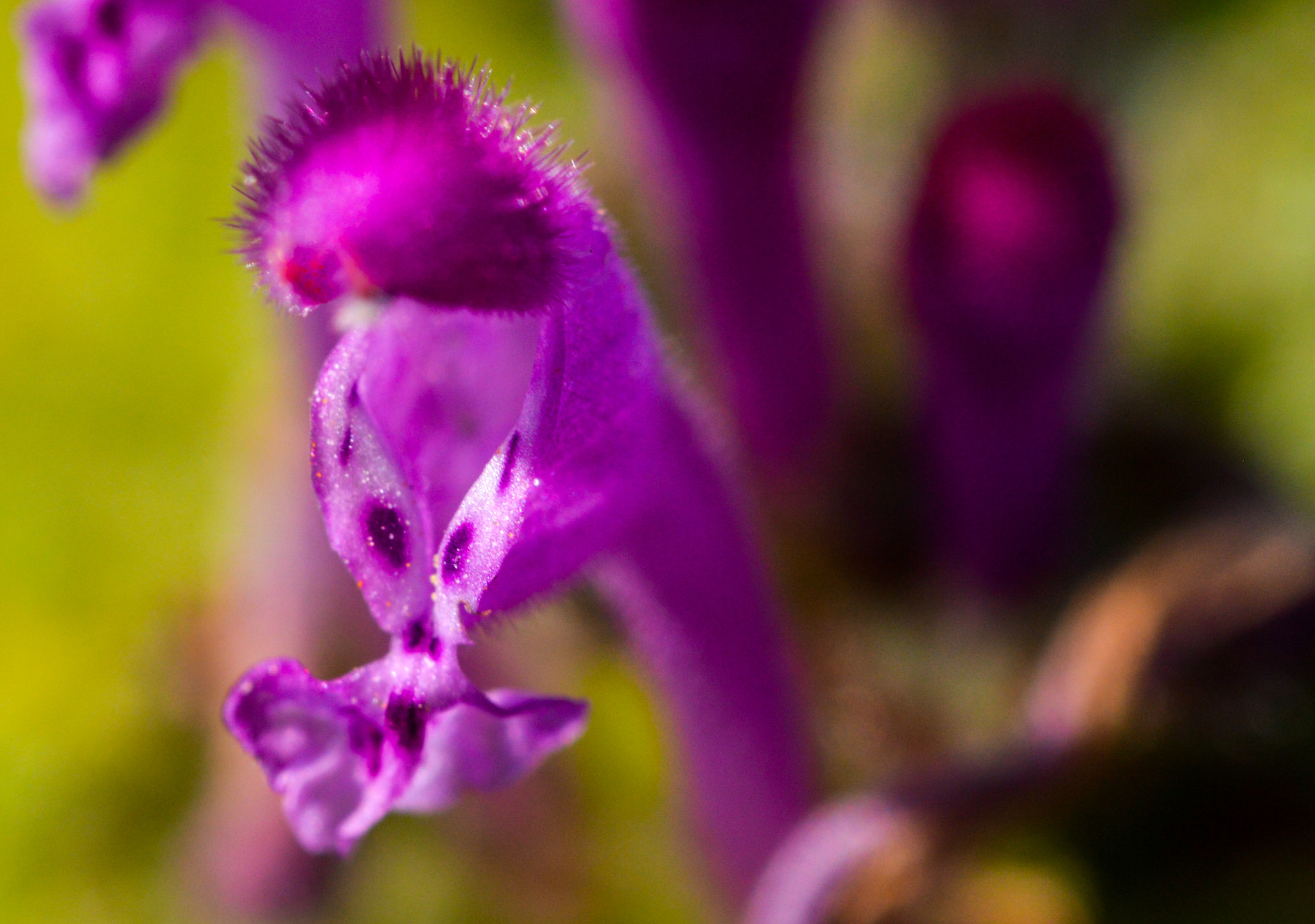Sigma 105mm F2.8 EX DG OS HSM sample photo. Dsc photography