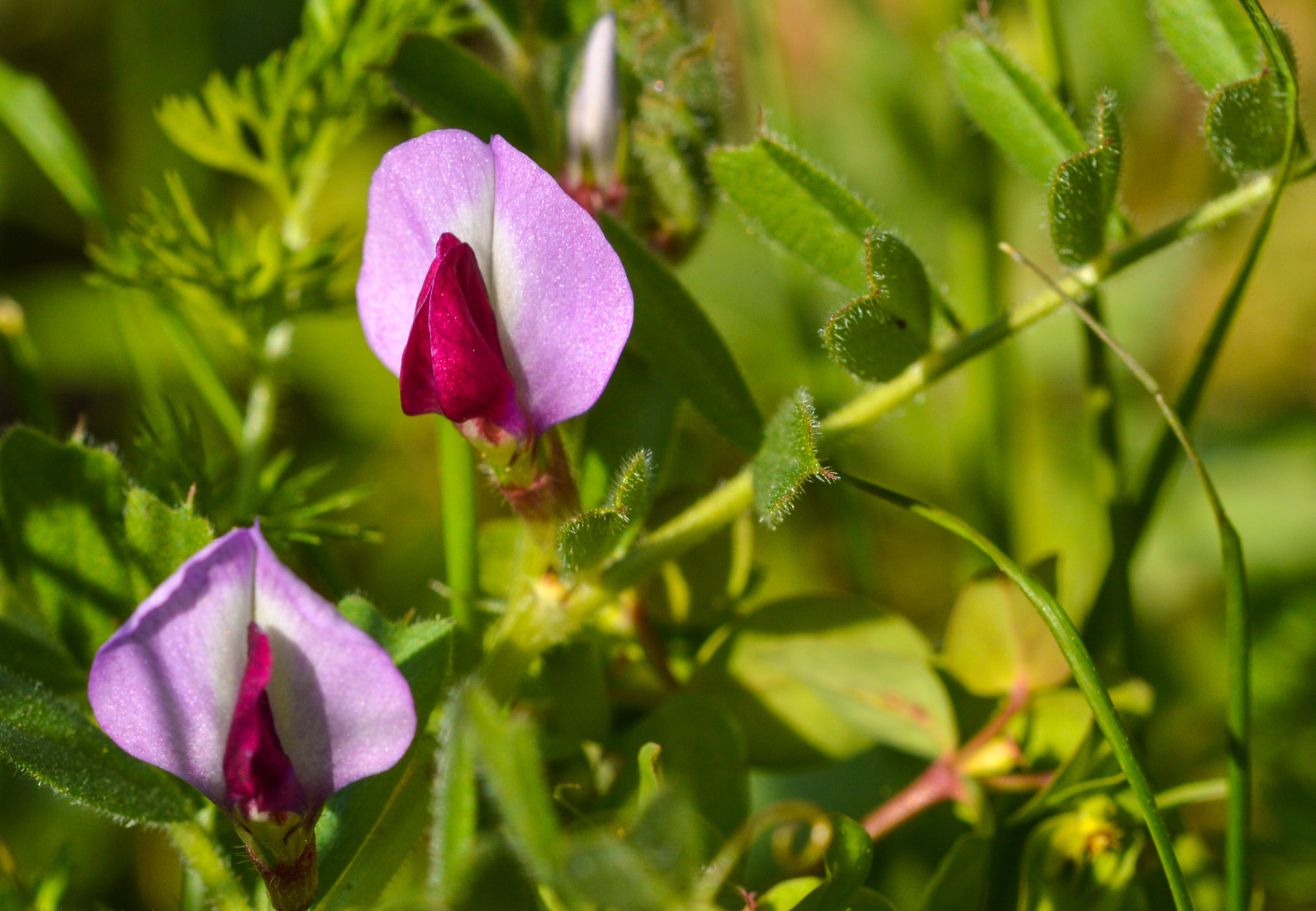 Sigma 105mm F2.8 EX DG OS HSM sample photo. Dsc photography
