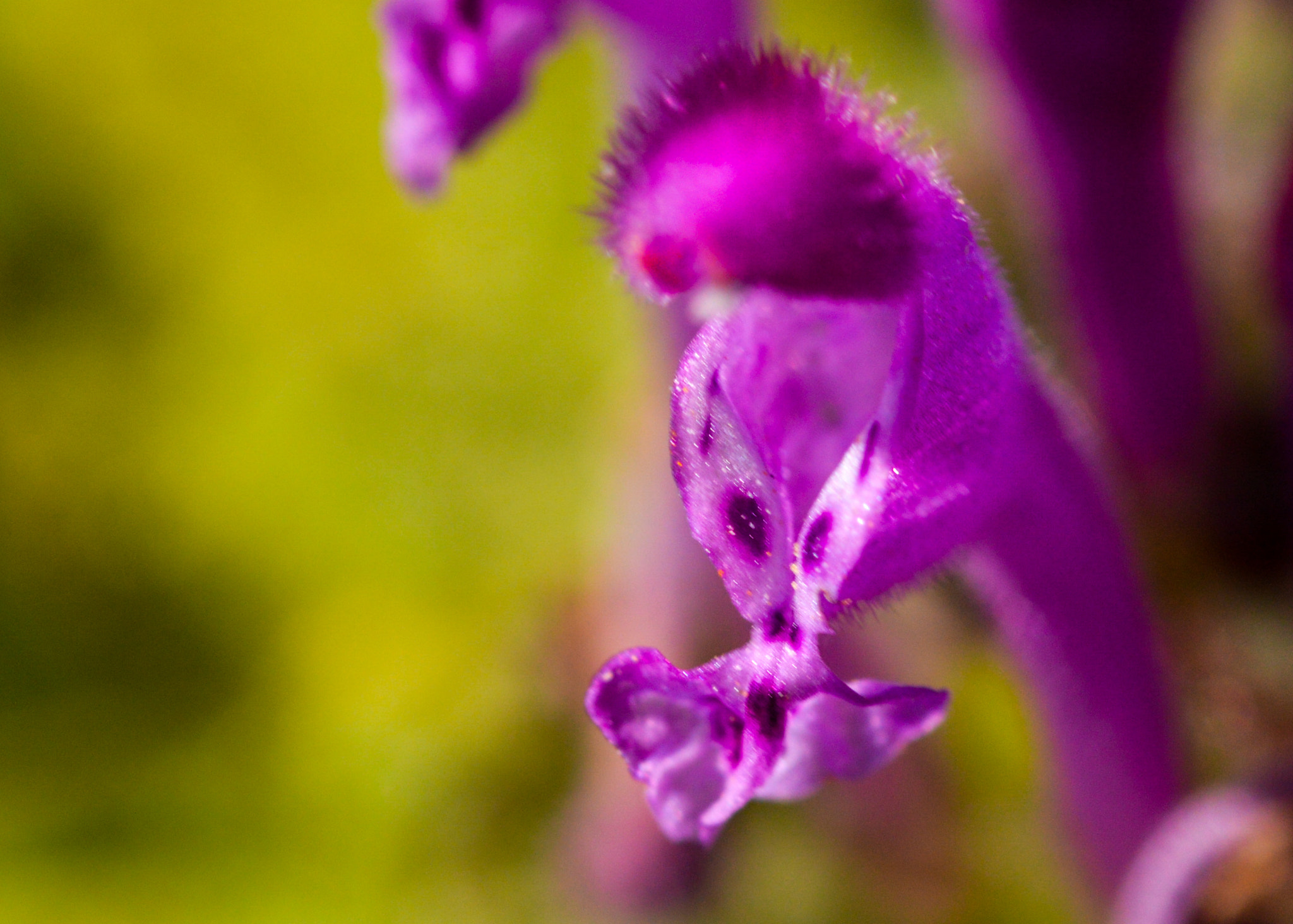 Sigma 105mm F2.8 EX DG OS HSM sample photo. Dsc photography