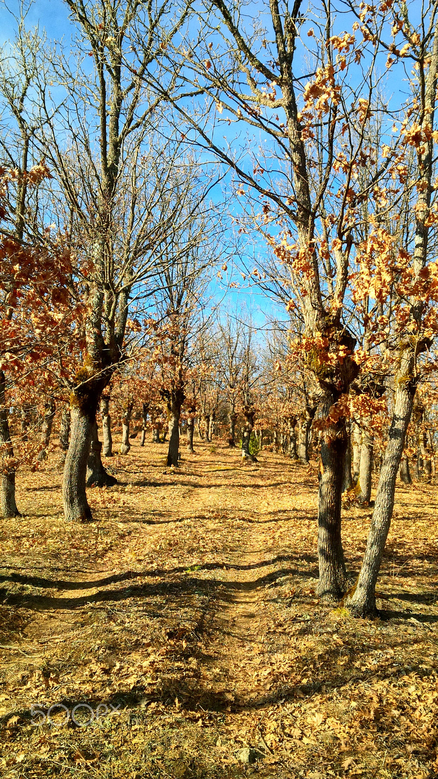 BlackBerry Z10 sample photo