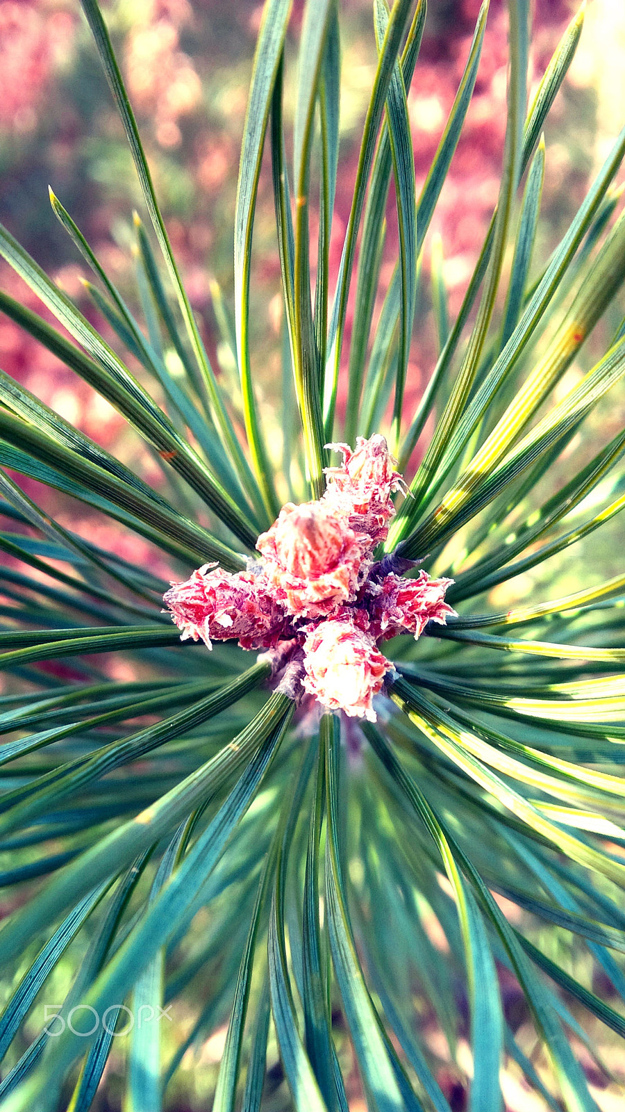 BlackBerry Z10 sample photo