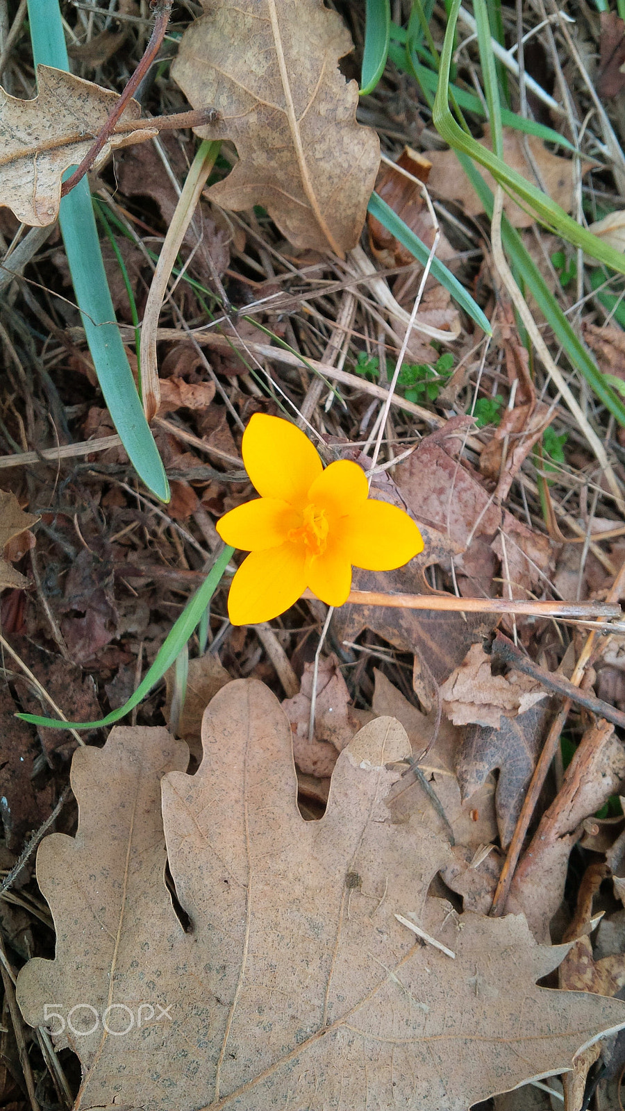 BlackBerry Z10 sample photo
