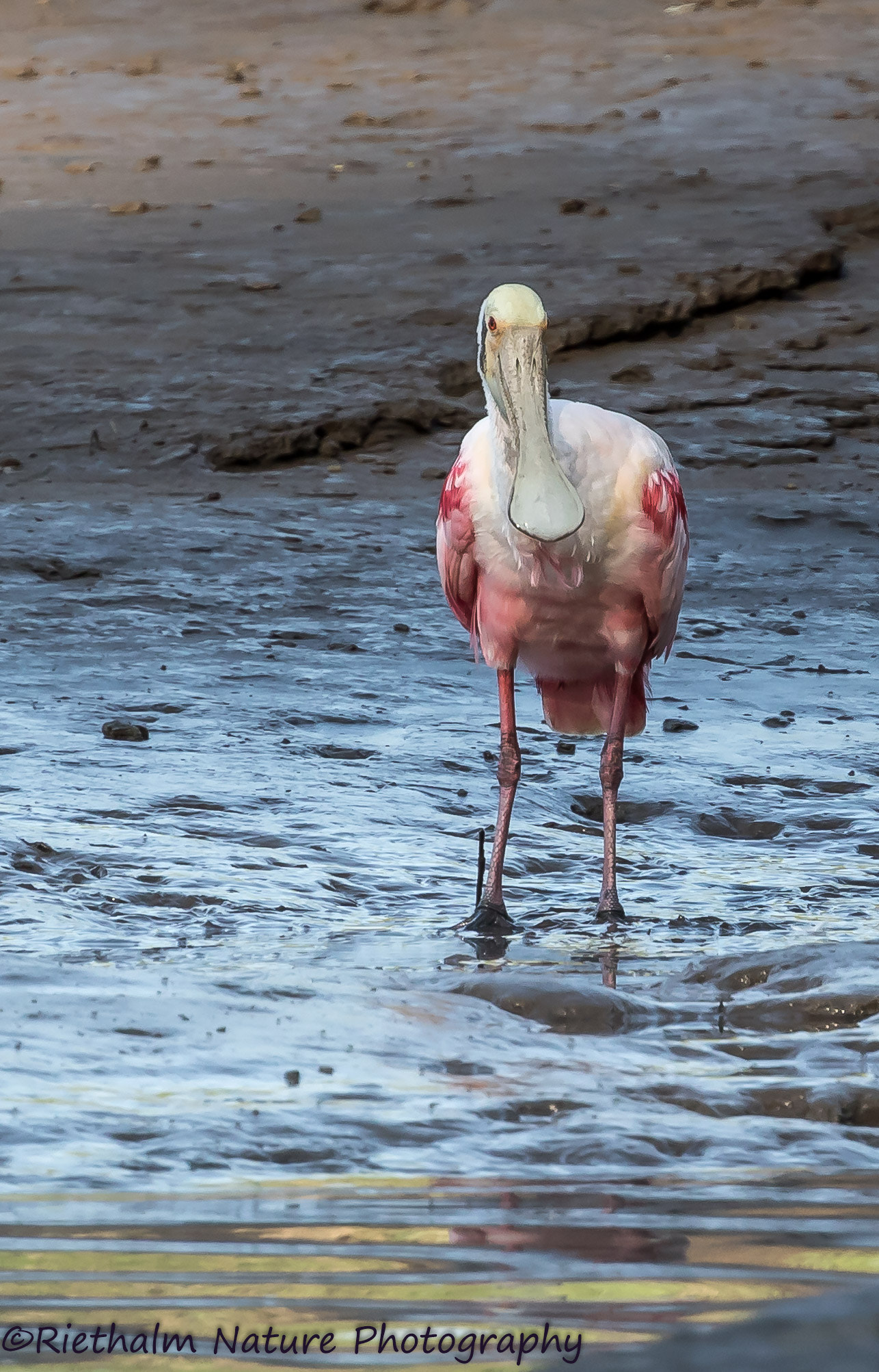 Canon EF 70-200mm F4L USM sample photo. Roseate spoonbill / roze lepelaar photography