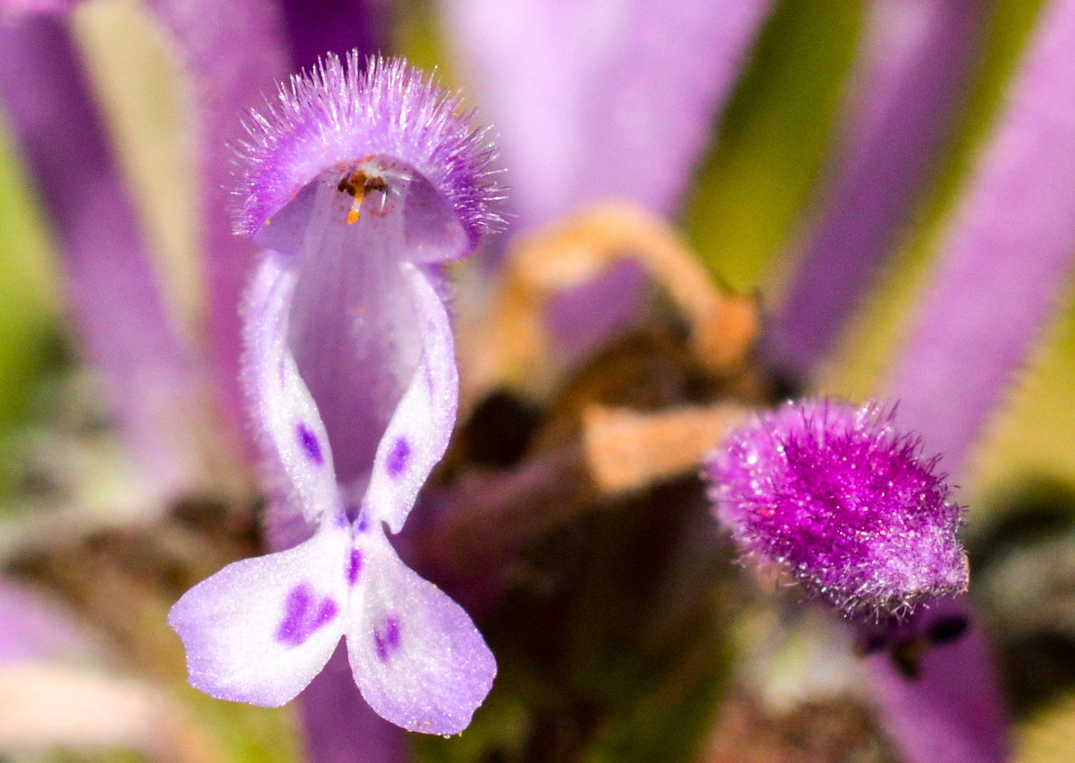 Sigma 105mm F2.8 EX DG OS HSM sample photo. Dsc photography