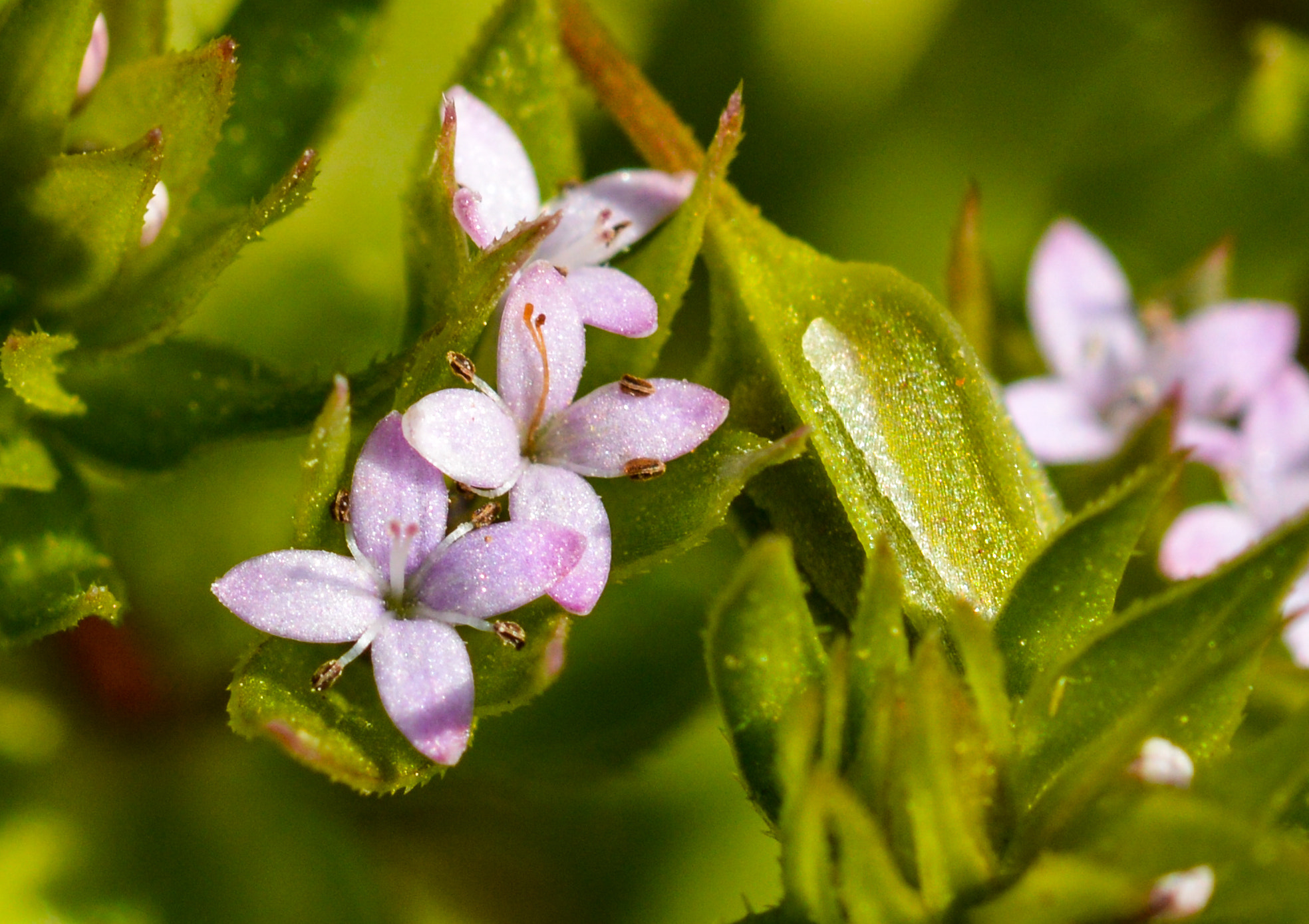 Sigma 105mm F2.8 EX DG OS HSM sample photo. Dsc photography
