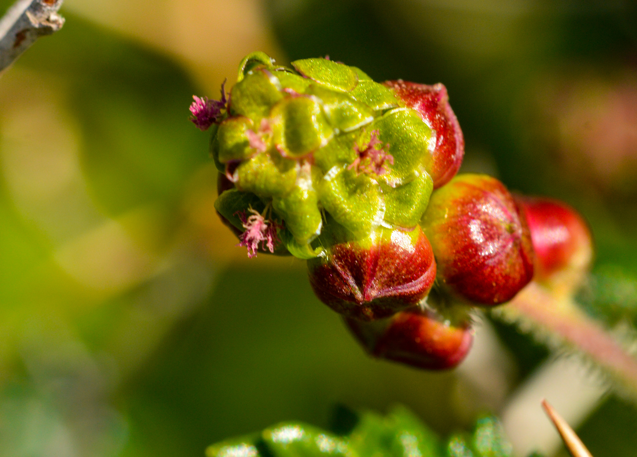Sigma 105mm F2.8 EX DG OS HSM sample photo. Dsc photography