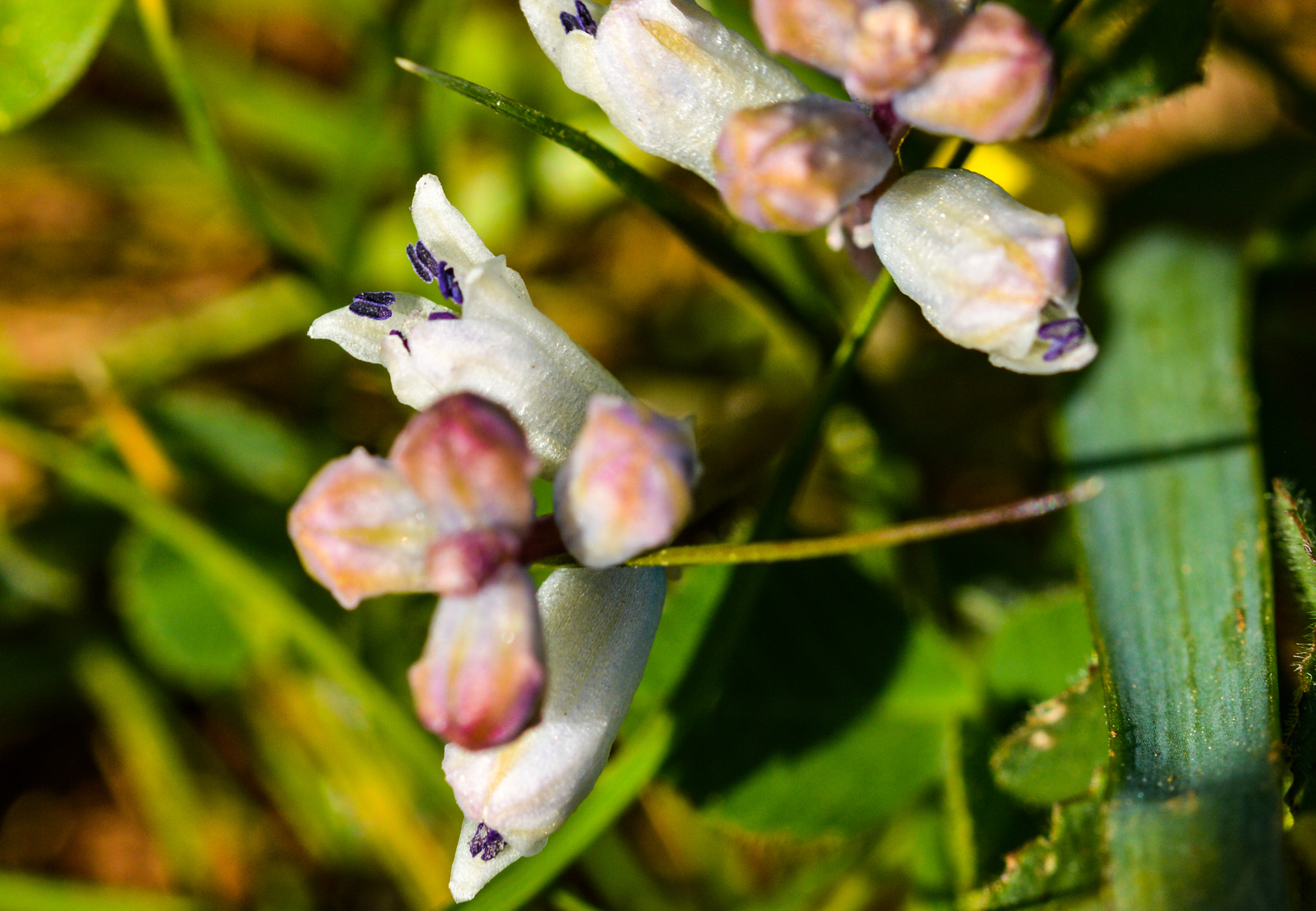 Sigma 105mm F2.8 EX DG OS HSM sample photo. Dsc photography