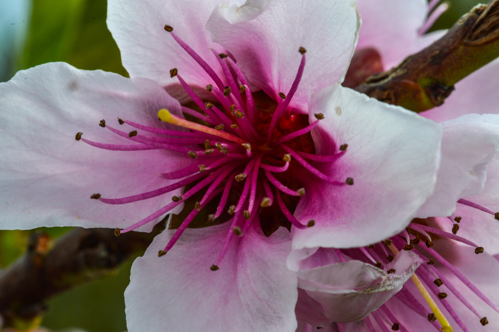 Sigma 105mm F2.8 EX DG OS HSM sample photo. Dsc photography