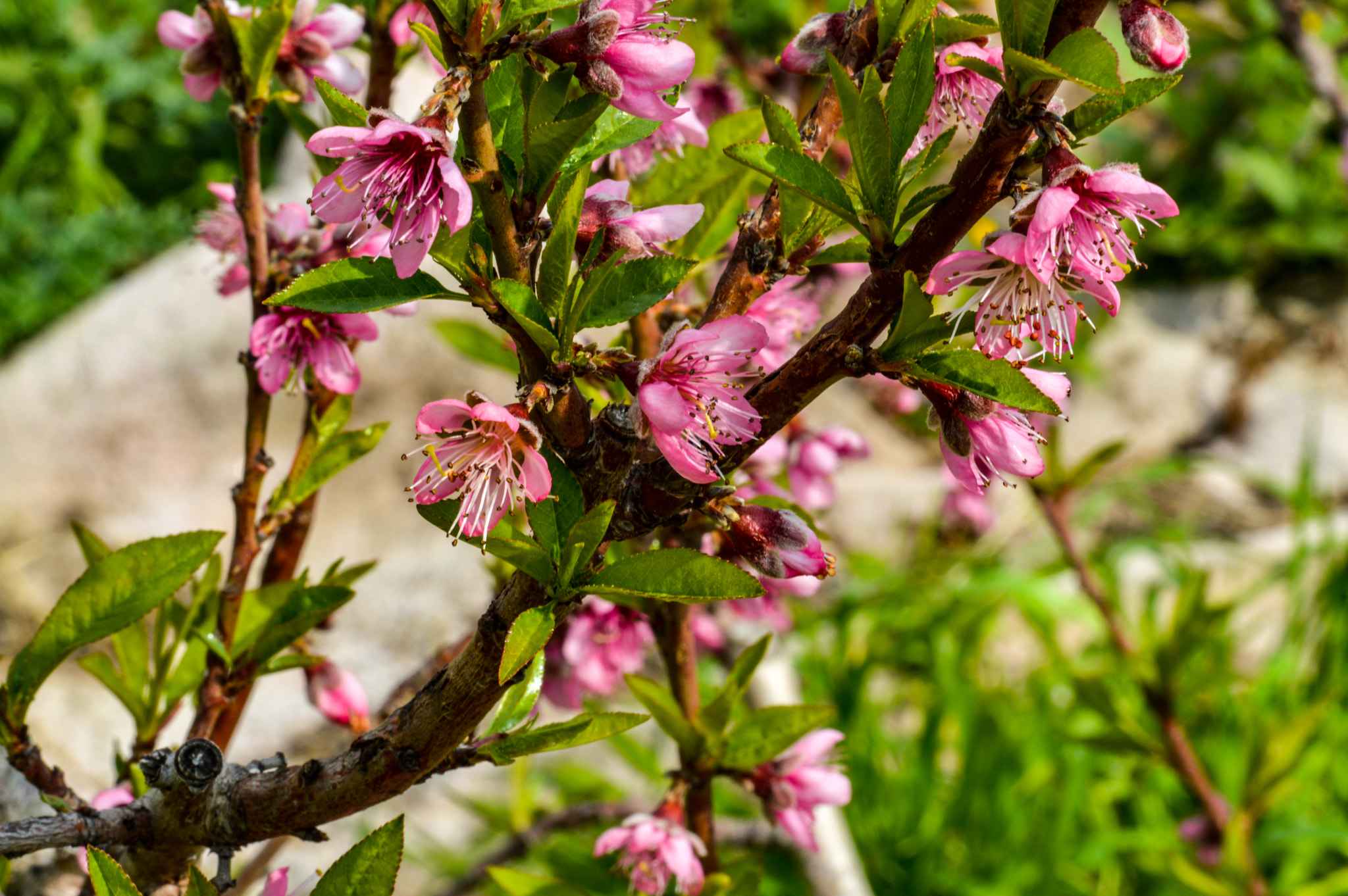 Sigma 105mm F2.8 EX DG OS HSM sample photo. Dsc photography