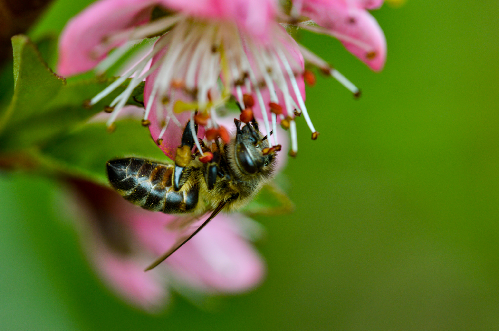 Sigma 105mm F2.8 EX DG OS HSM sample photo. Dsc photography