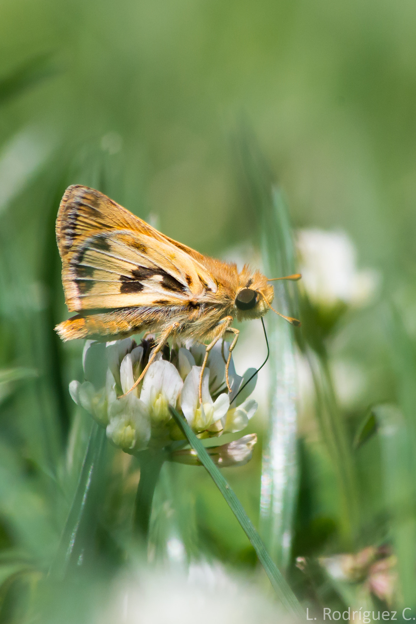 Pentax K-30 sample photo. Butterfly photography