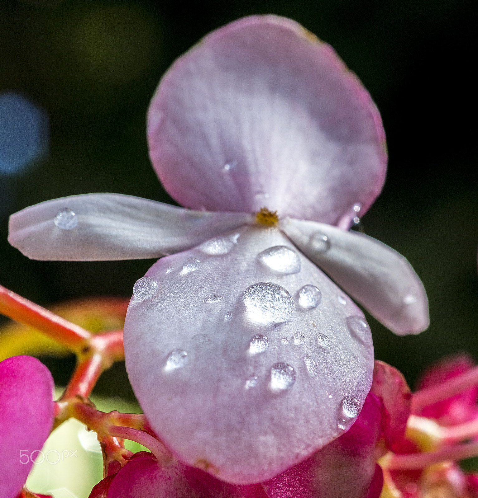 AF Micro-Nikkor 60mm f/2.8 sample photo. Bejeweled photography