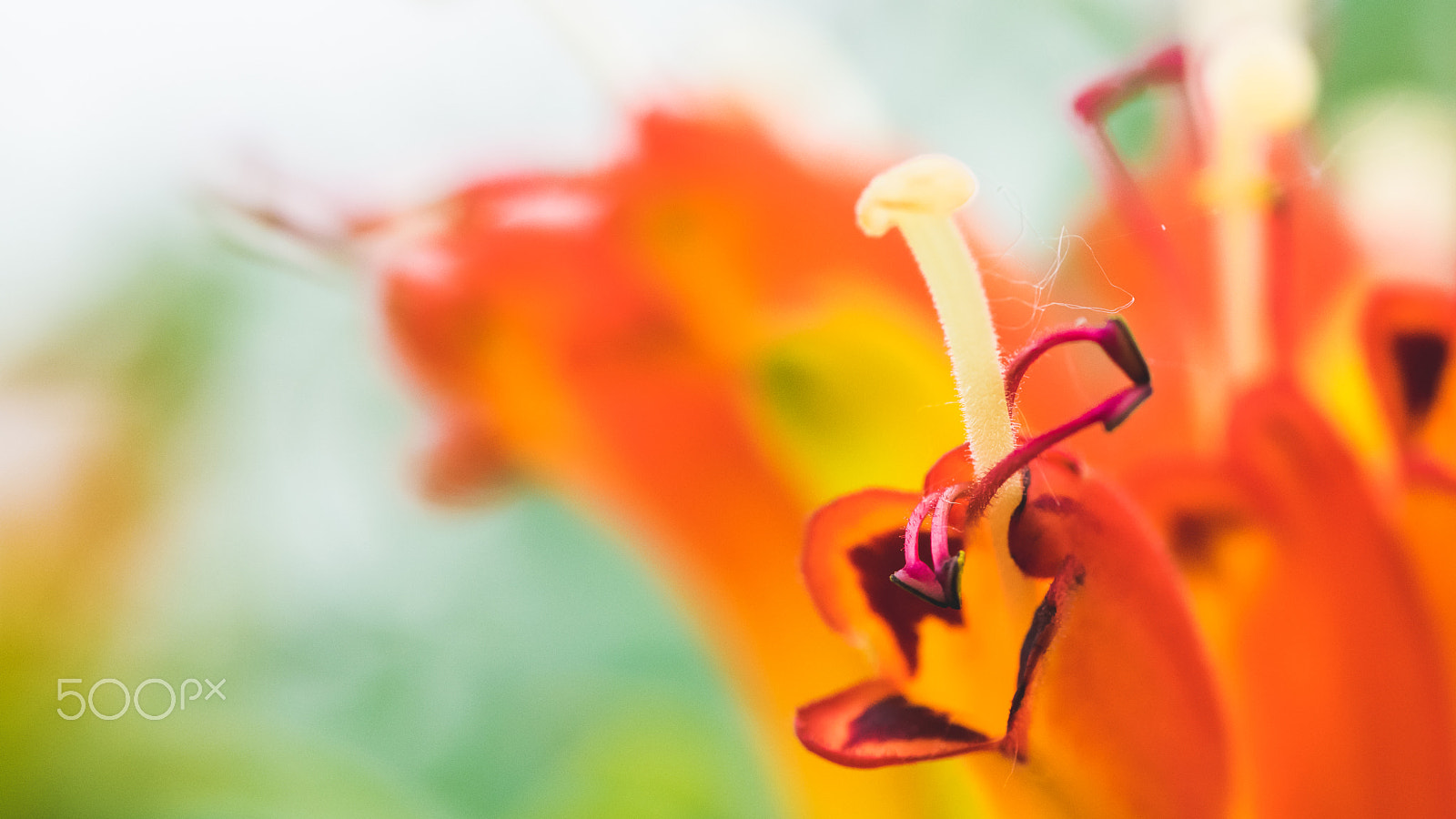 Nikon AF-S Micro-Nikkor 105mm F2.8G IF-ED VR sample photo. Orange flowers photography