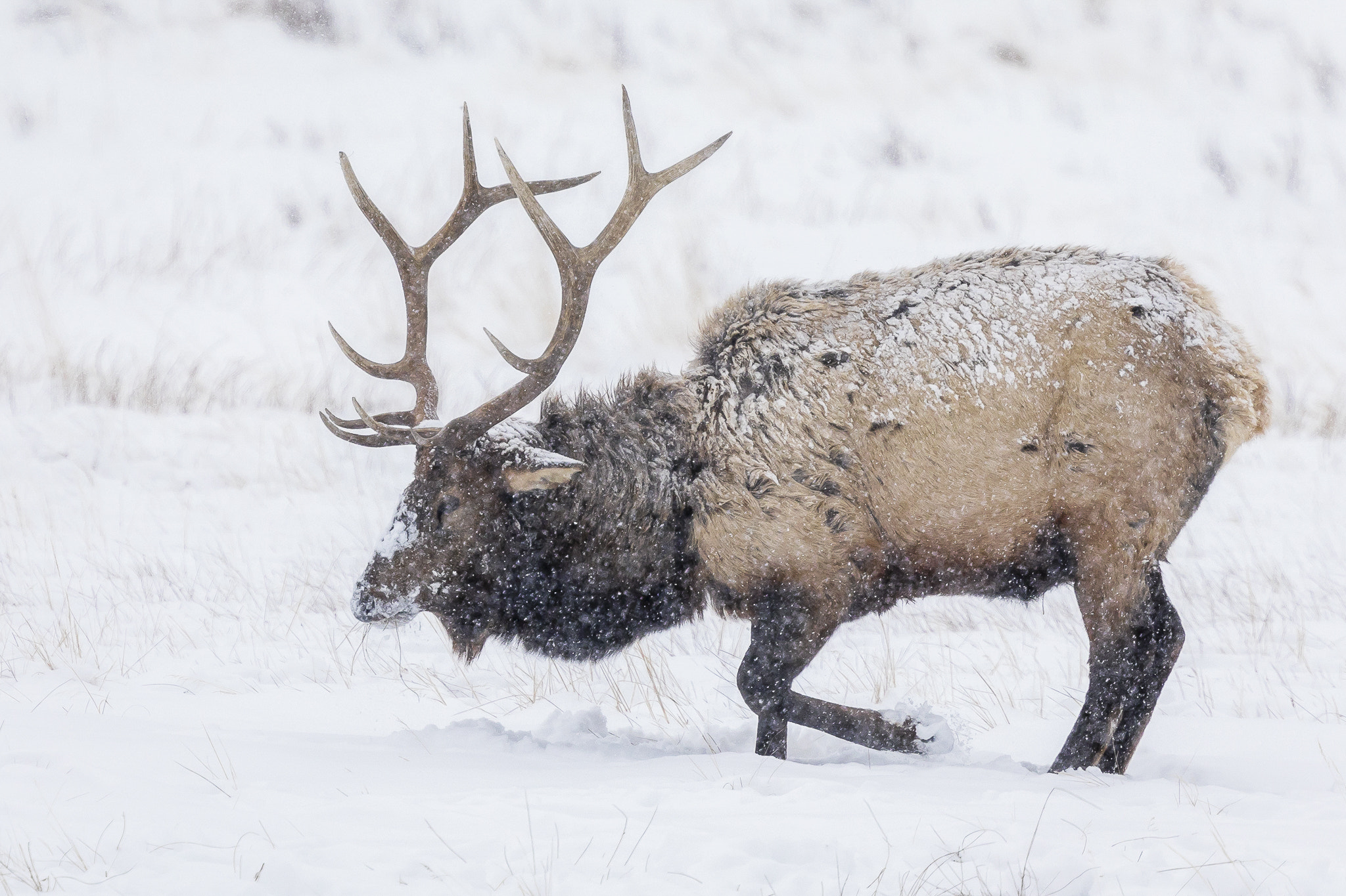 Canon EOS 5D Mark IV + Canon EF 400mm F4 DO IS II USM sample photo. Wapiti in the snow photography