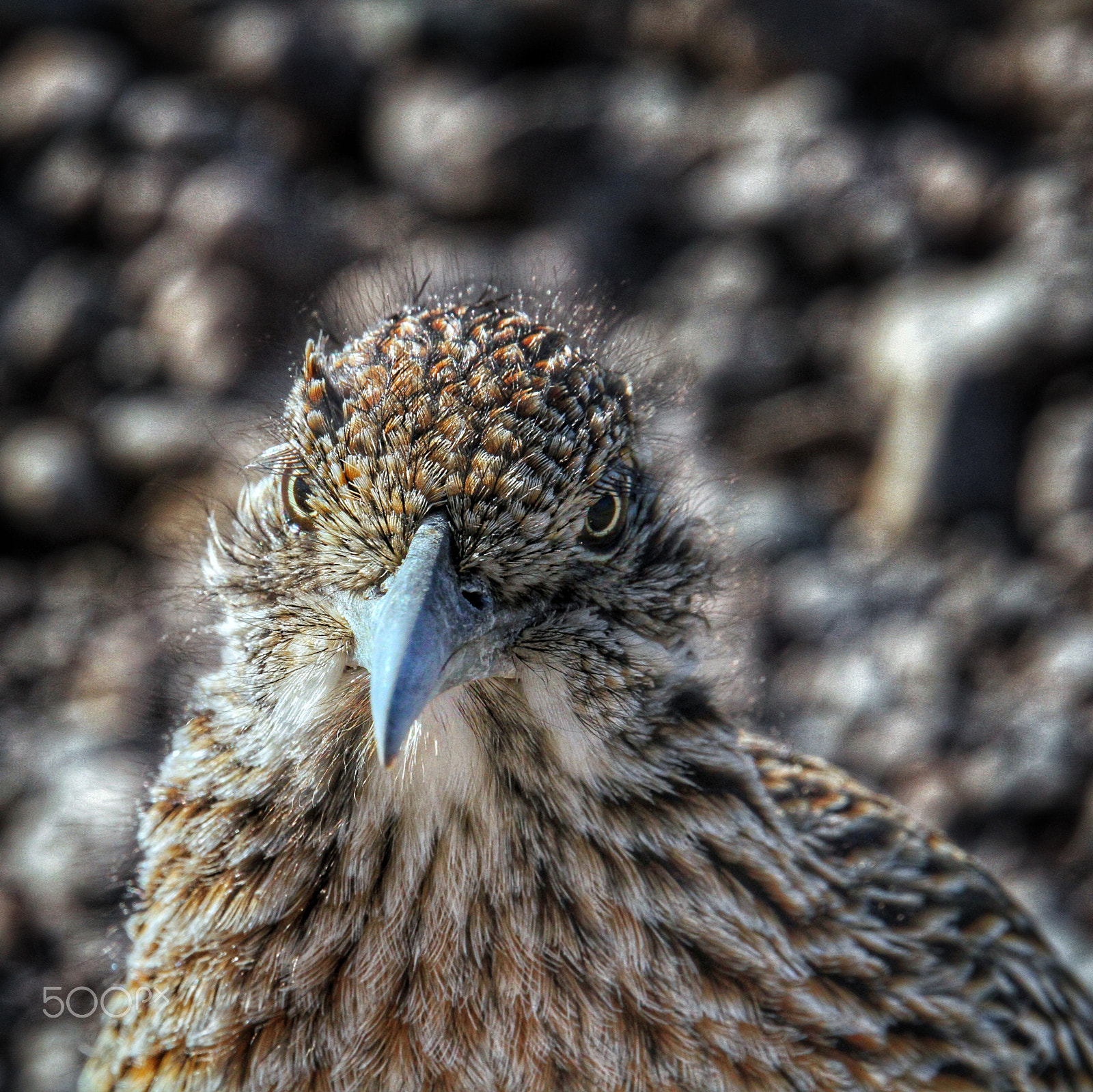 Sigma 150mm f/2.8 EX DG OS HSM APO Macro sample photo. I think he was giving me the stink eye! photography