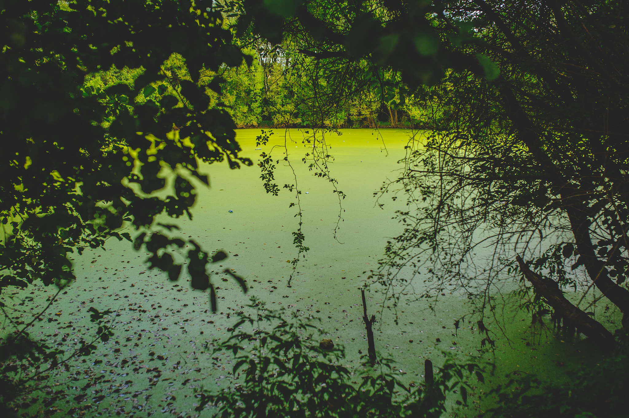Nikon D700 + Sigma 35mm F1.4 DG HSM Art sample photo. Green lake photography