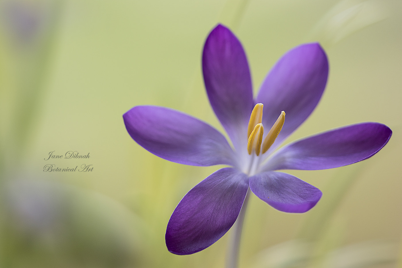 Canon EF 180mm F3.5L Macro USM sample photo. Crocus photography
