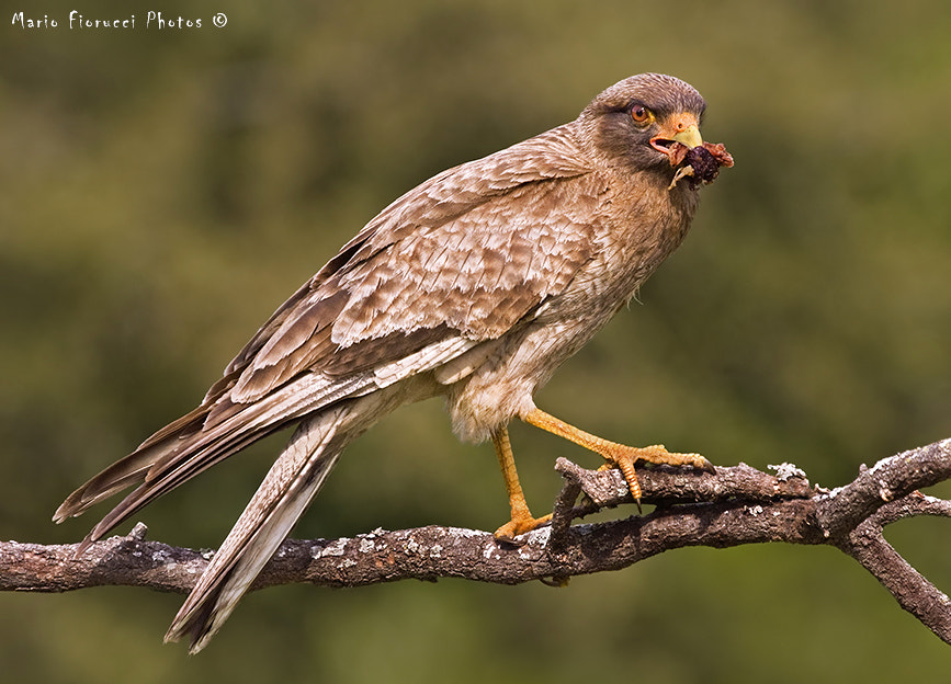 Canon EOS 40D + Canon EF 100-400mm F4.5-5.6L IS USM sample photo. Chimango caracara photography