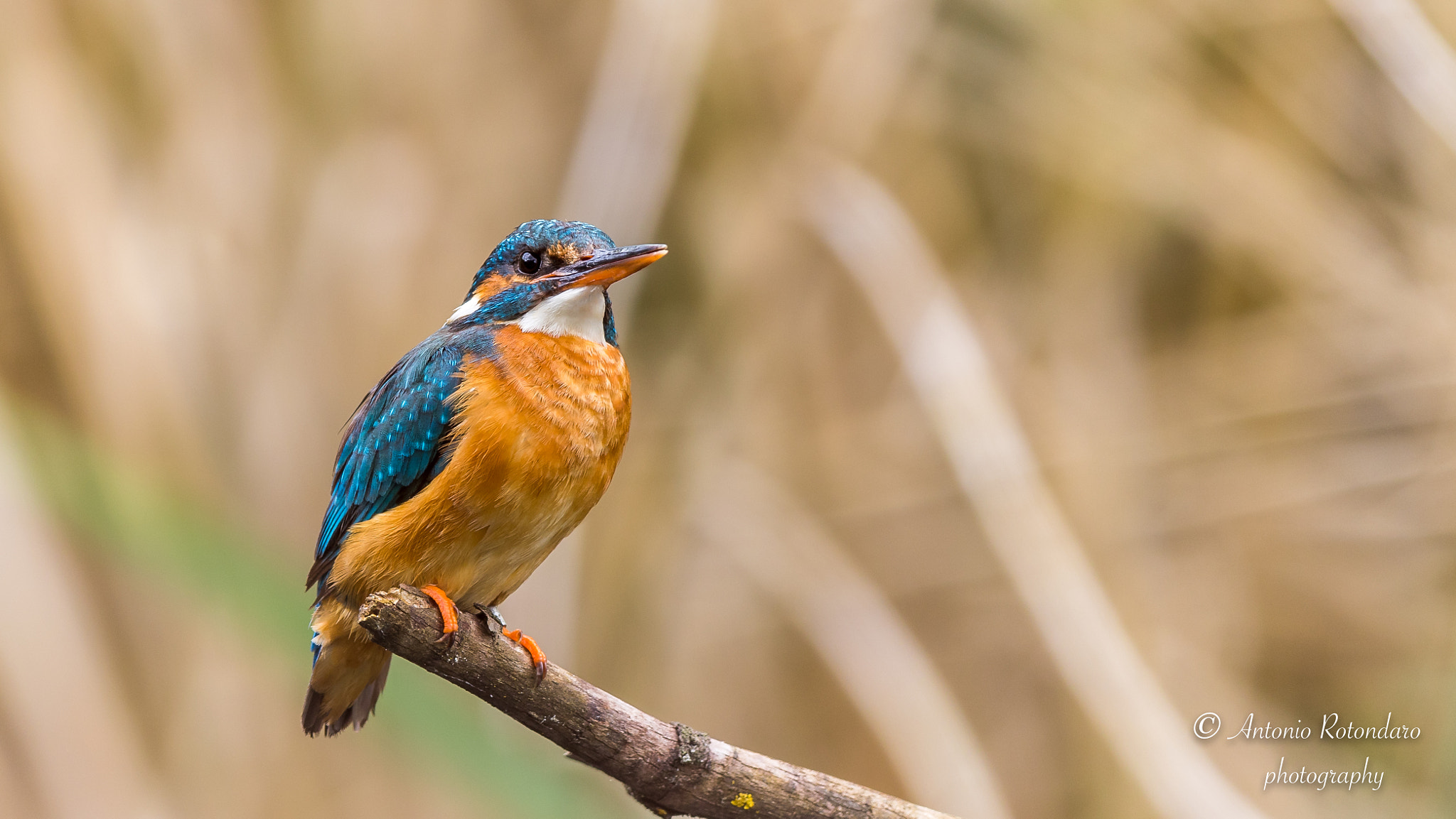 Canon EF 400mm F2.8L IS II USM sample photo. Martin pescatore photography