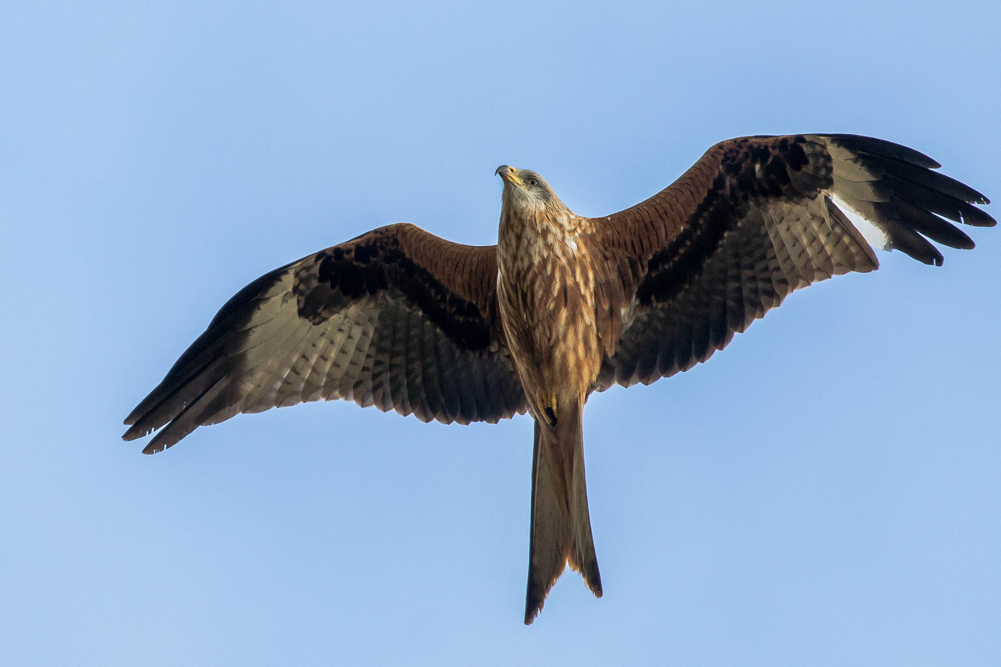 Canon EOS 760D (EOS Rebel T6s / EOS 8000D) sample photo. Kite photography