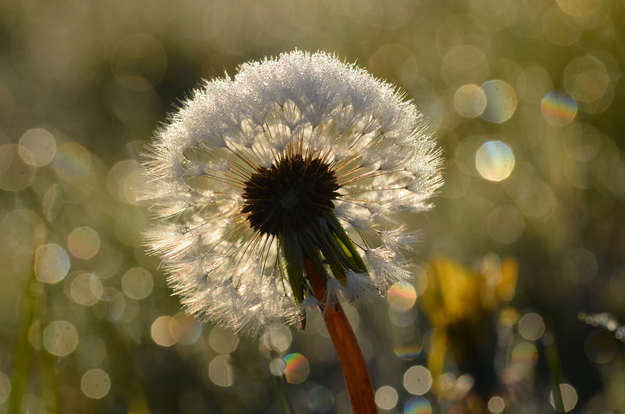 Sigma 105mm F2.8 EX DG OS HSM sample photo. Morning dew photography
