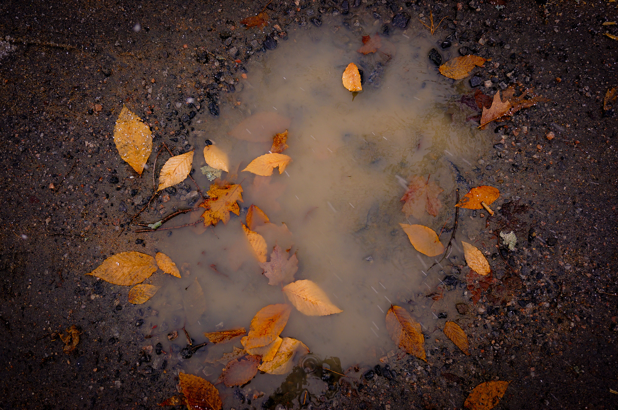 Sony Alpha NEX-6 sample photo. Winter leaves photography