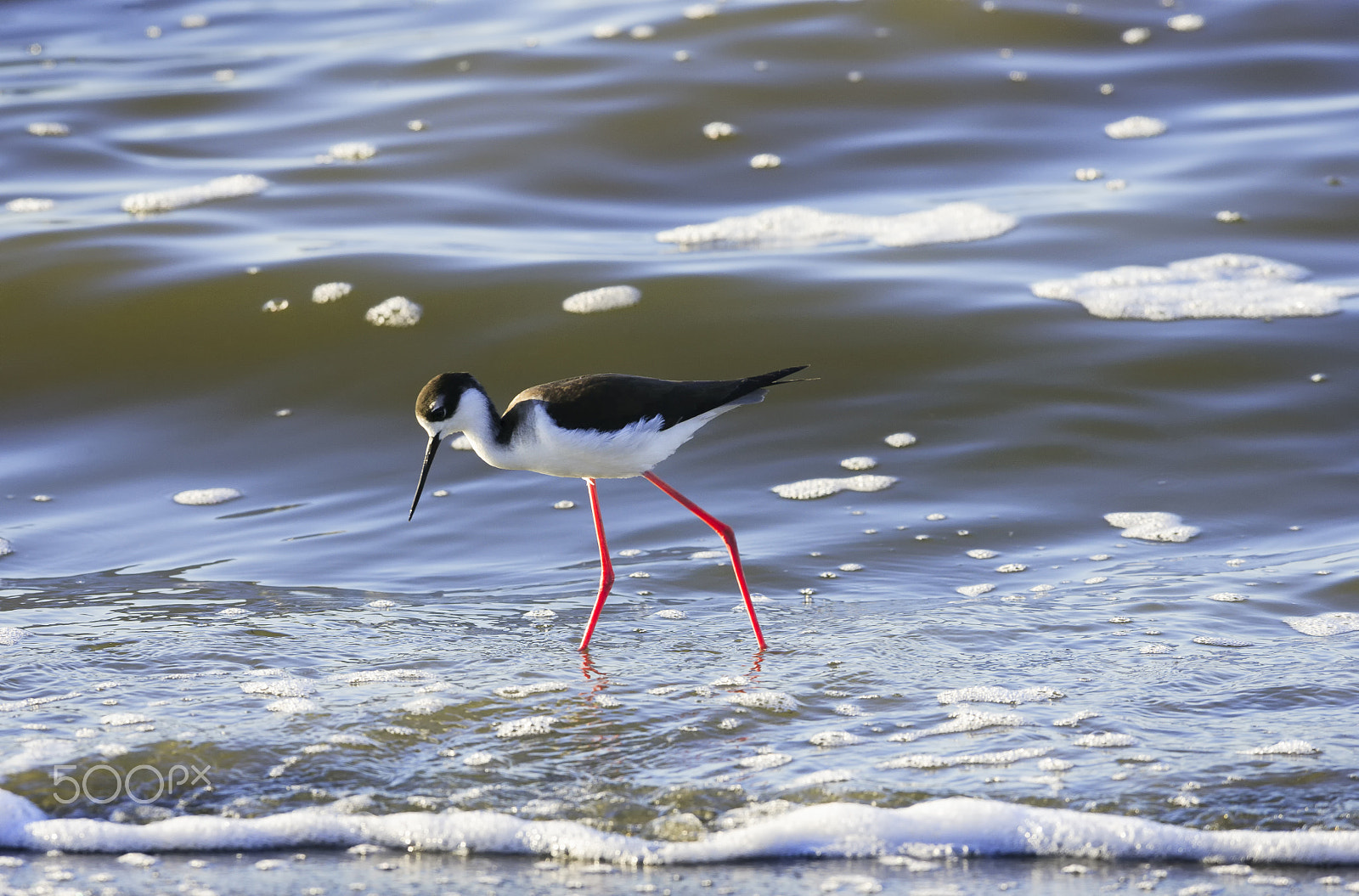 Canon EF 600mm f/4L IS sample photo. Black-necked stilt photography