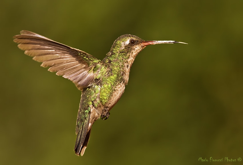 Canon EOS 40D + Canon EF 100-400mm F4.5-5.6L IS USM sample photo. Hummingbird  ( natural light ) photography