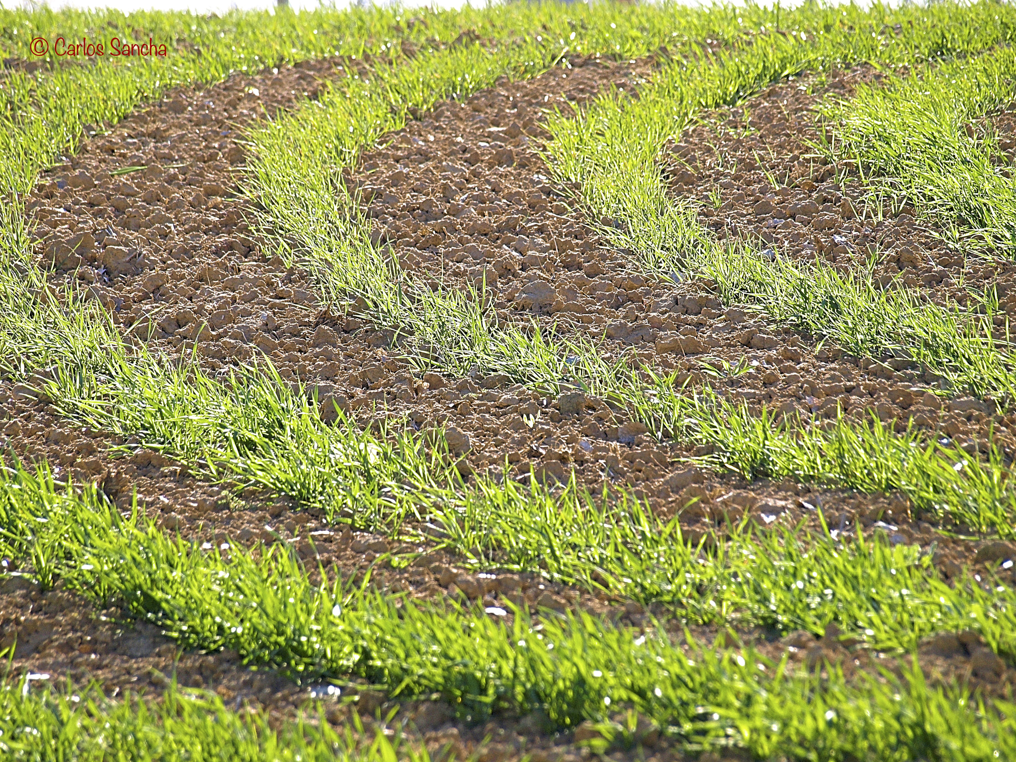 Olympus E-410 (EVOLT E-410) + Olympus Zuiko Digital ED 40-150mm F4.0-5.6 sample photo. Nace la cosecha de trigo - the wheat crop is born photography