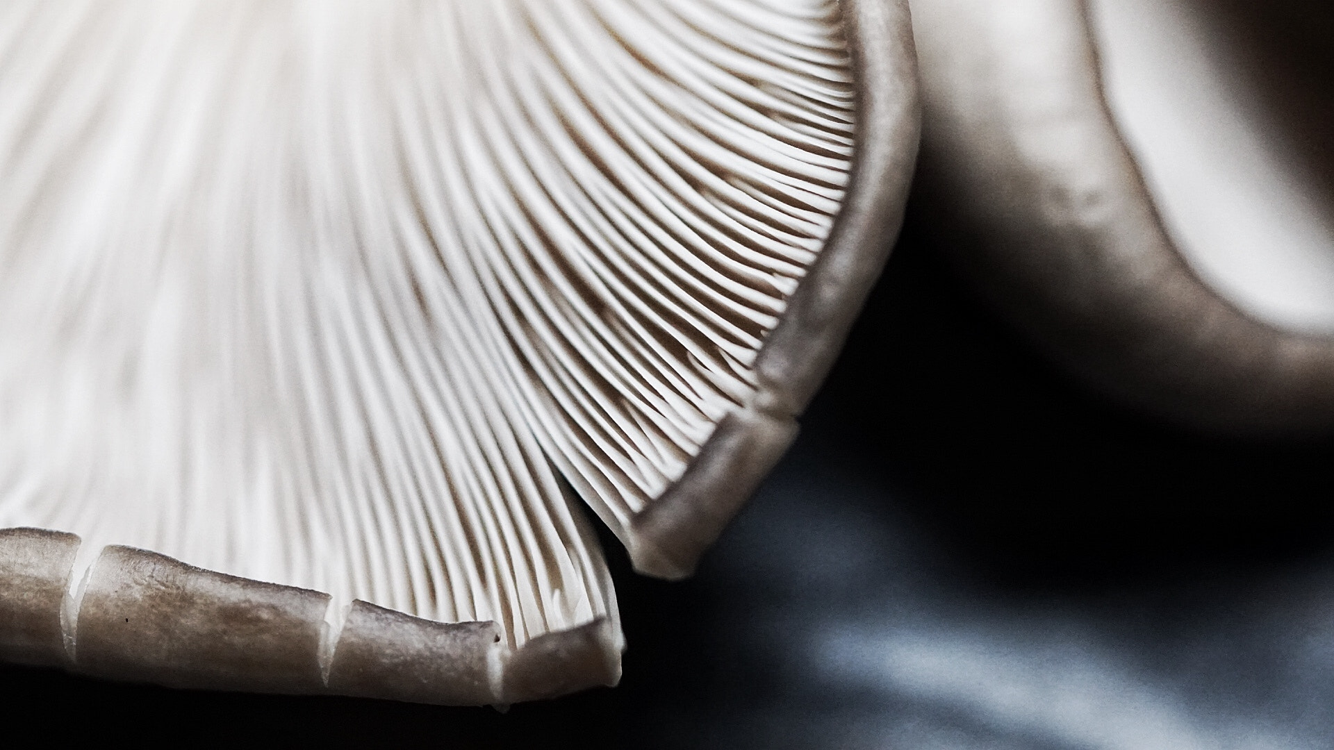 Sony a6300 + Sony FE 90mm F2.8 Macro G OSS sample photo. Mushroom photography