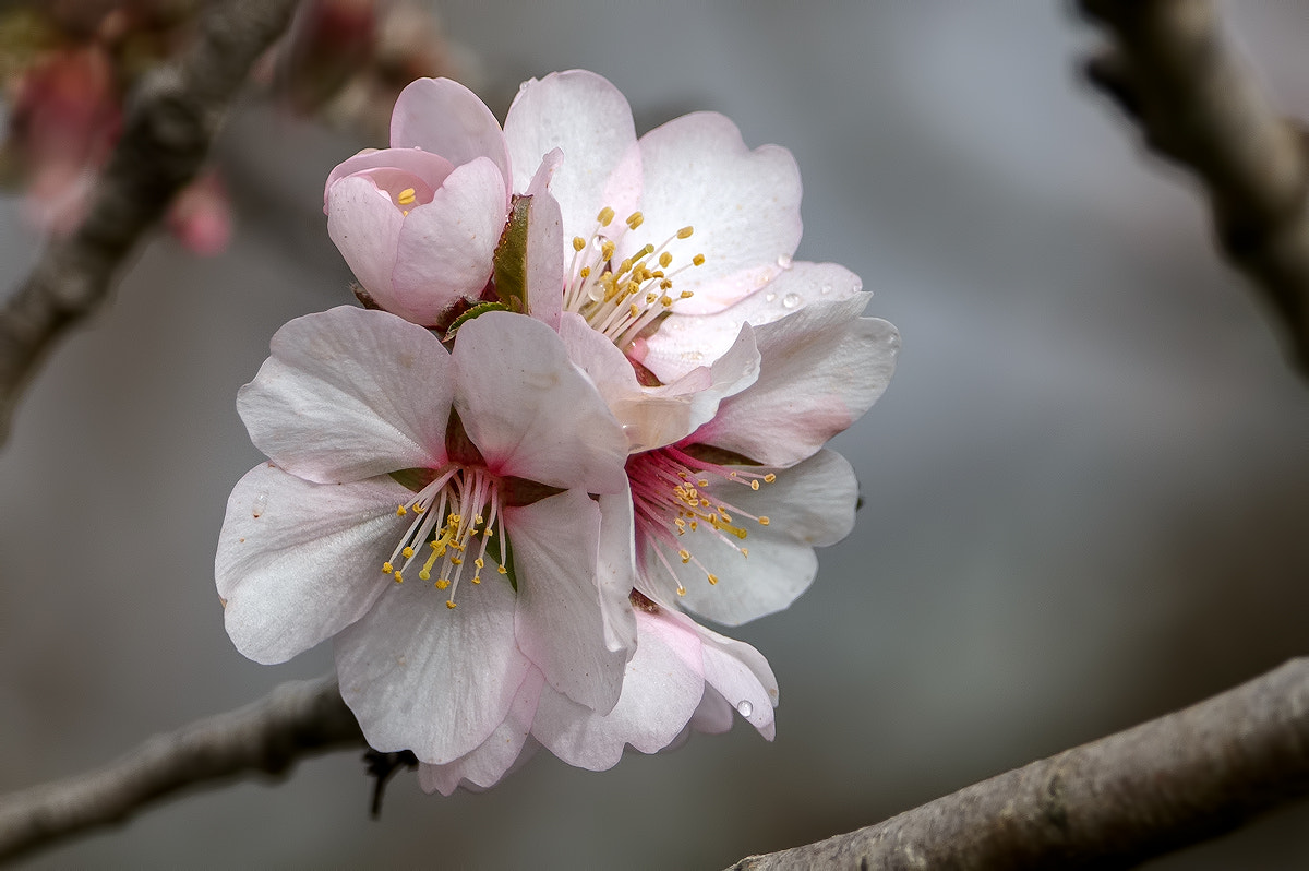 Canon EOS 70D + Canon EF 300mm F2.8L IS II USM sample photo. Flor del almendro photography