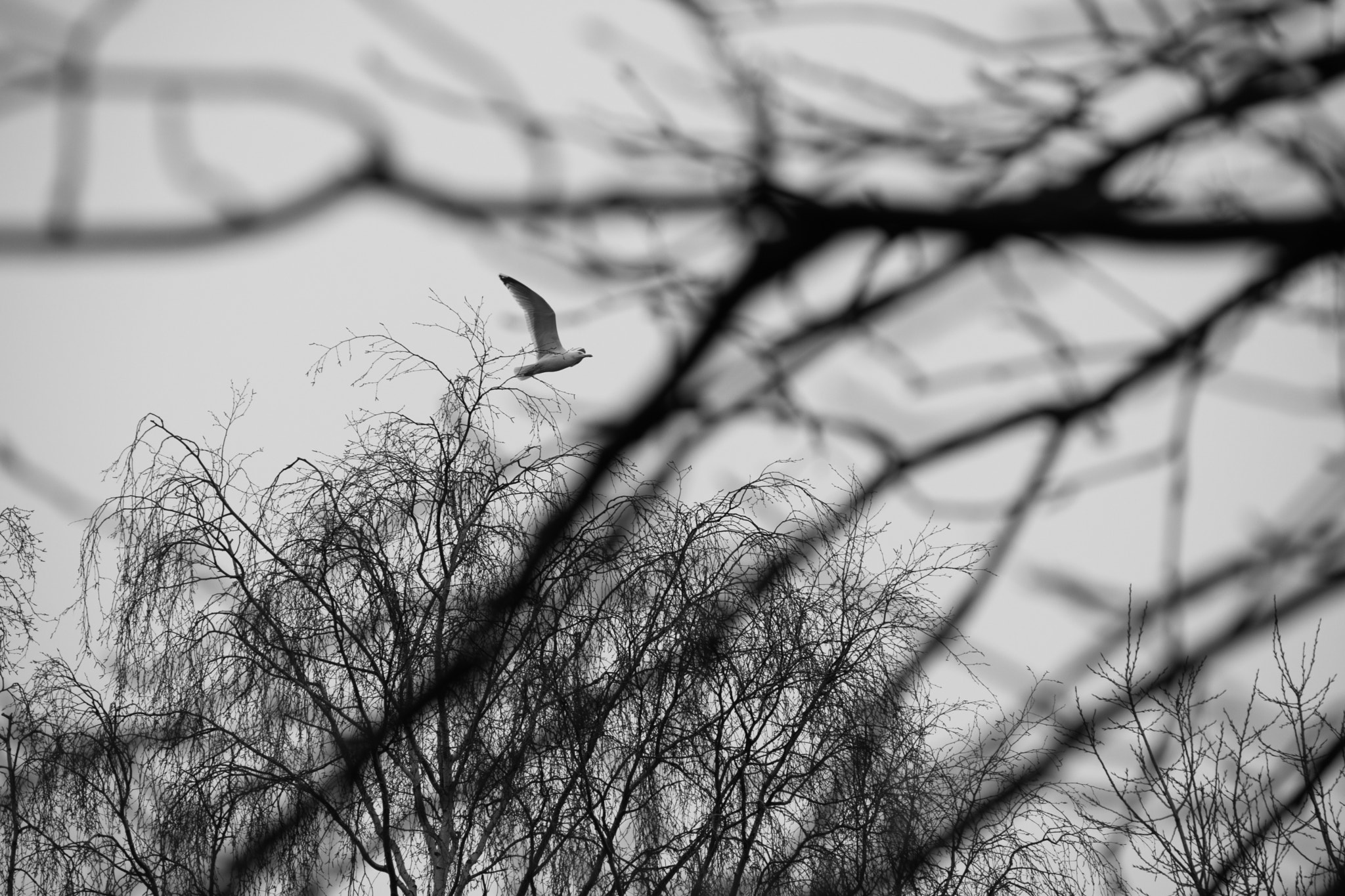 Nikon D7200 sample photo. In flight photography