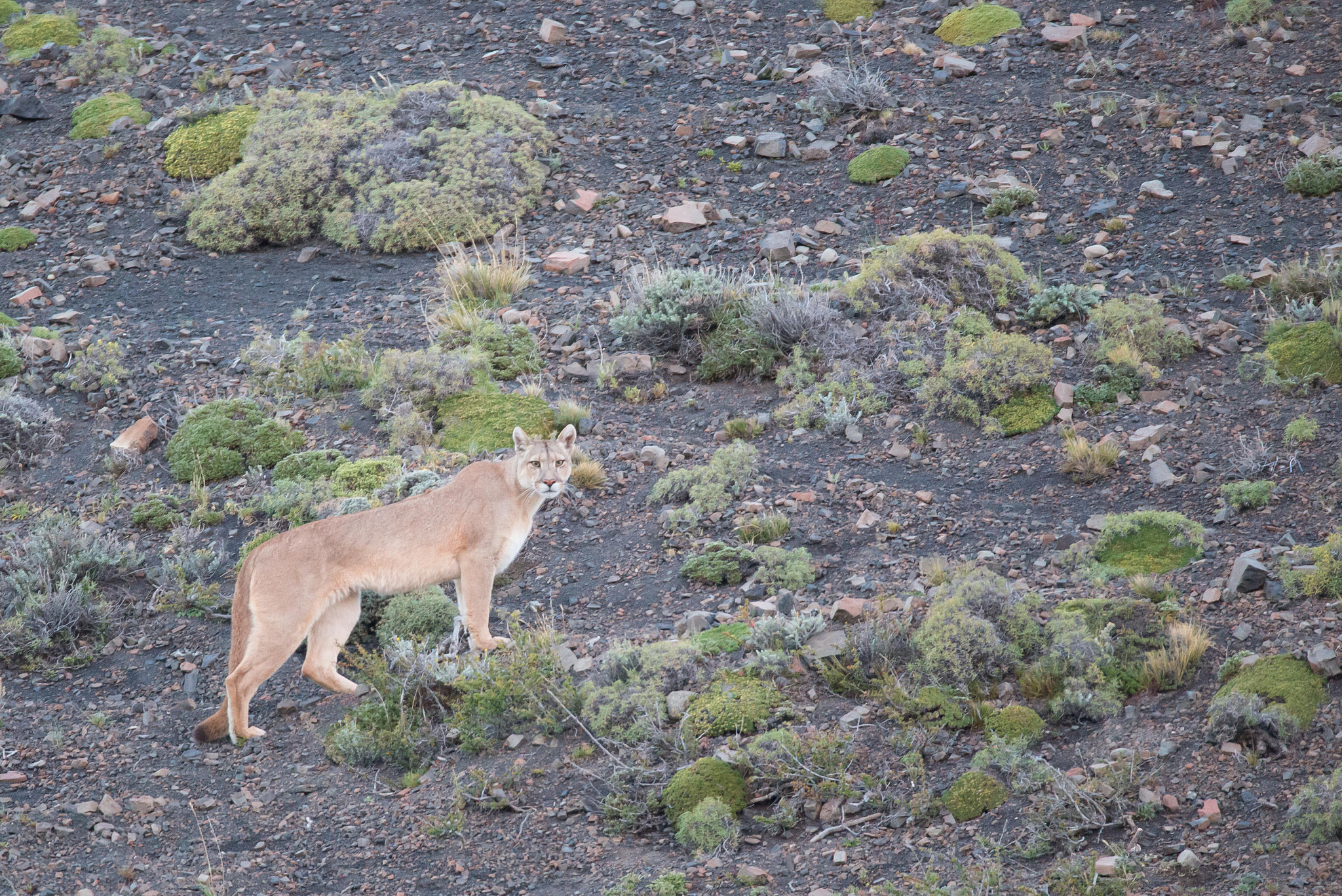 Sigma 150-600mm F5-6.3 DG OS HSM | S sample photo. Puma torres del paine photography