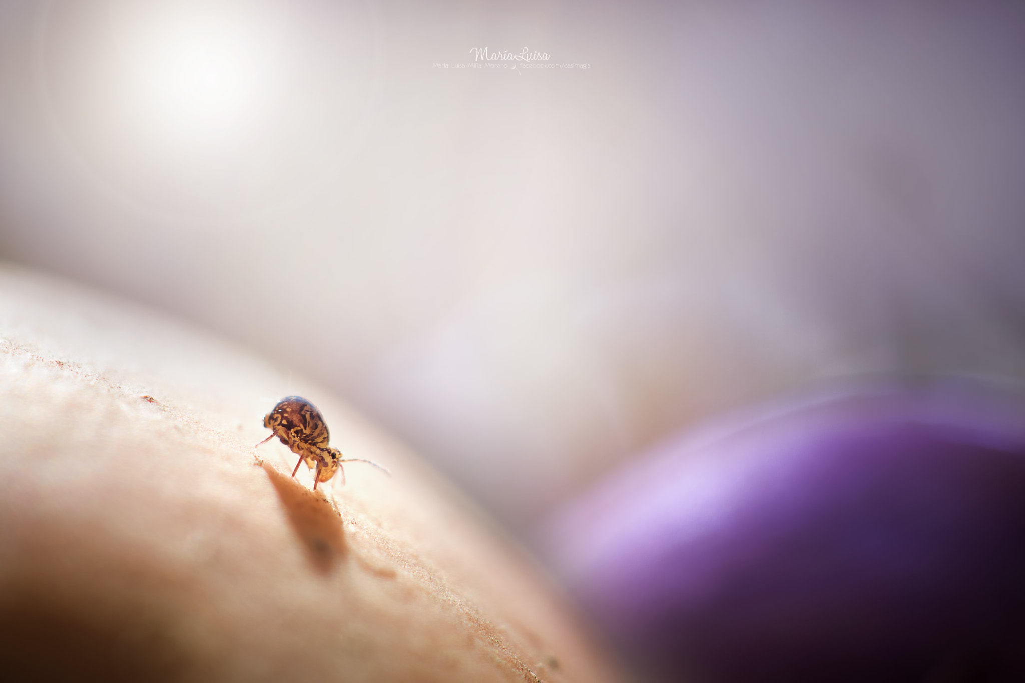 Canon EF 100mm F2.8 Macro USM sample photo. Little explorer photography