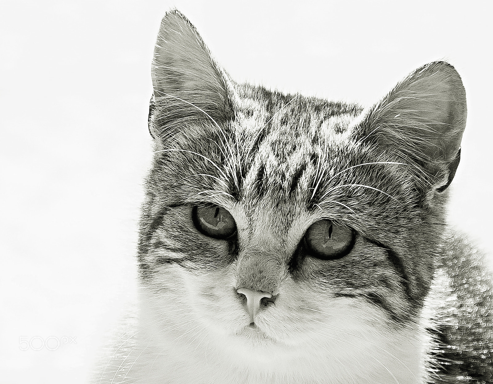 Canon EOS 500D (EOS Rebel T1i / EOS Kiss X3) sample photo. In your eyes. photography