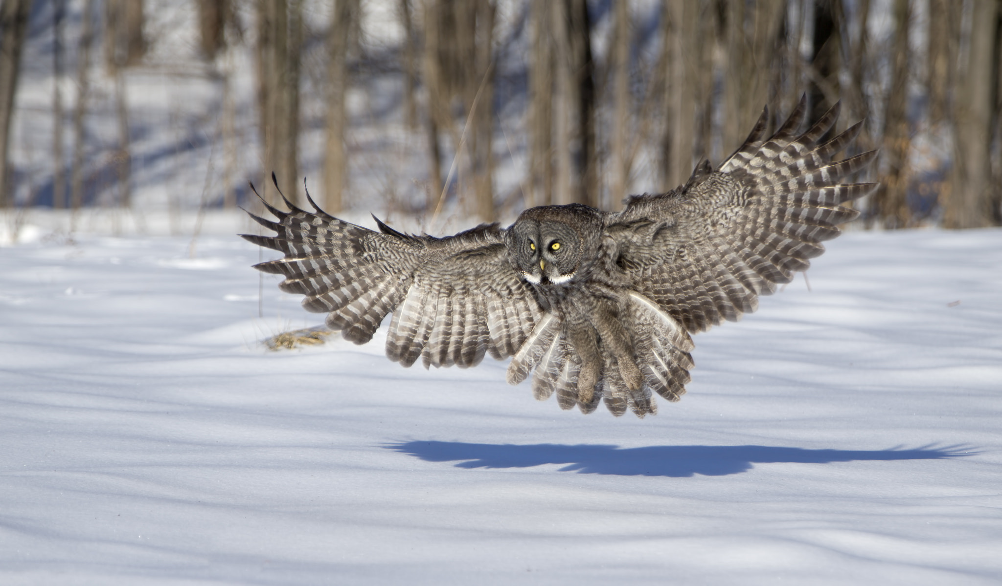 Canon EF 70-200mm F2.8L IS USM sample photo. Great grey owl ( chouette lapone ) photography