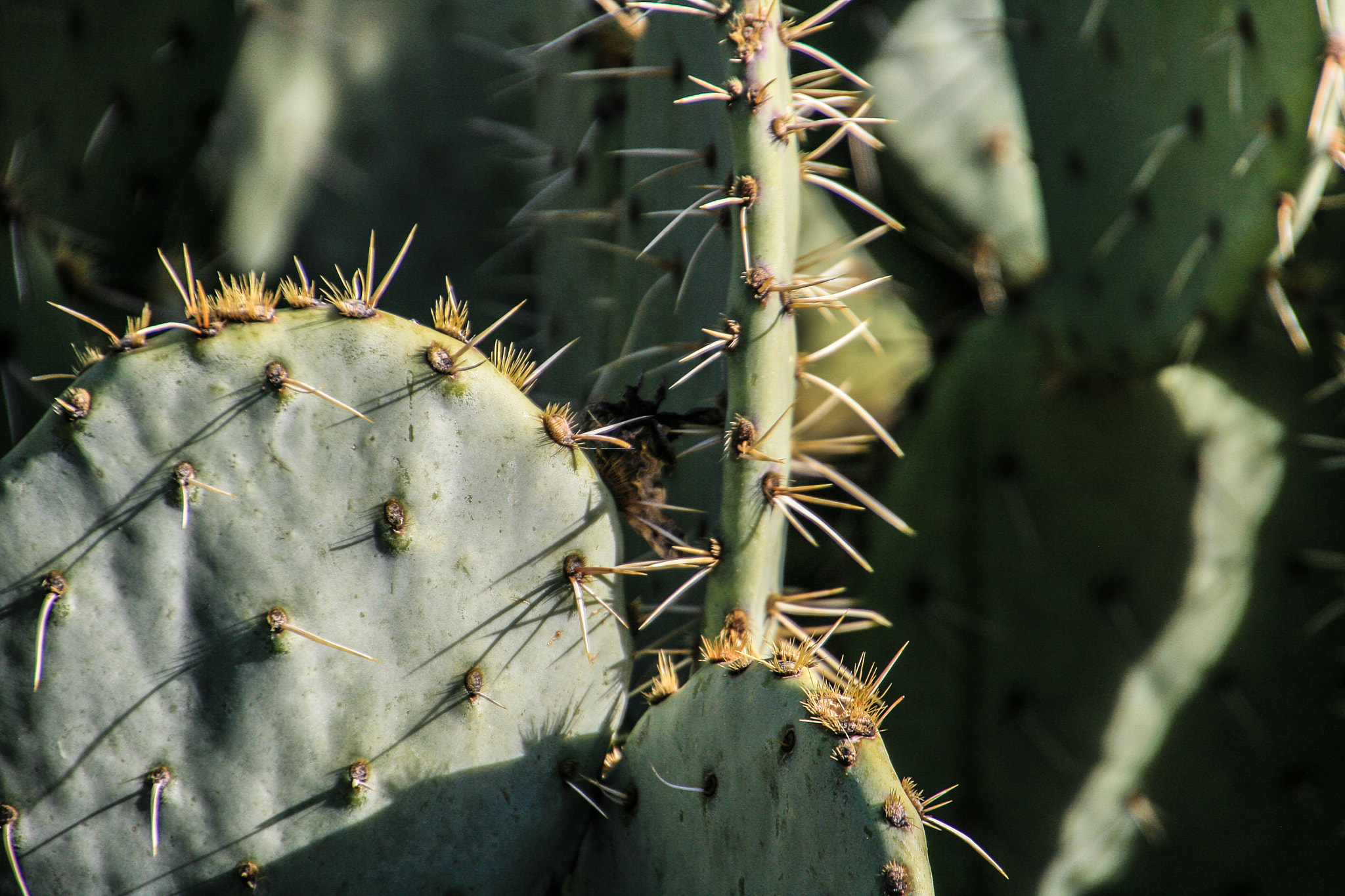 Canon EOS 400D (EOS Digital Rebel XTi / EOS Kiss Digital X) sample photo. Prickly pear photography
