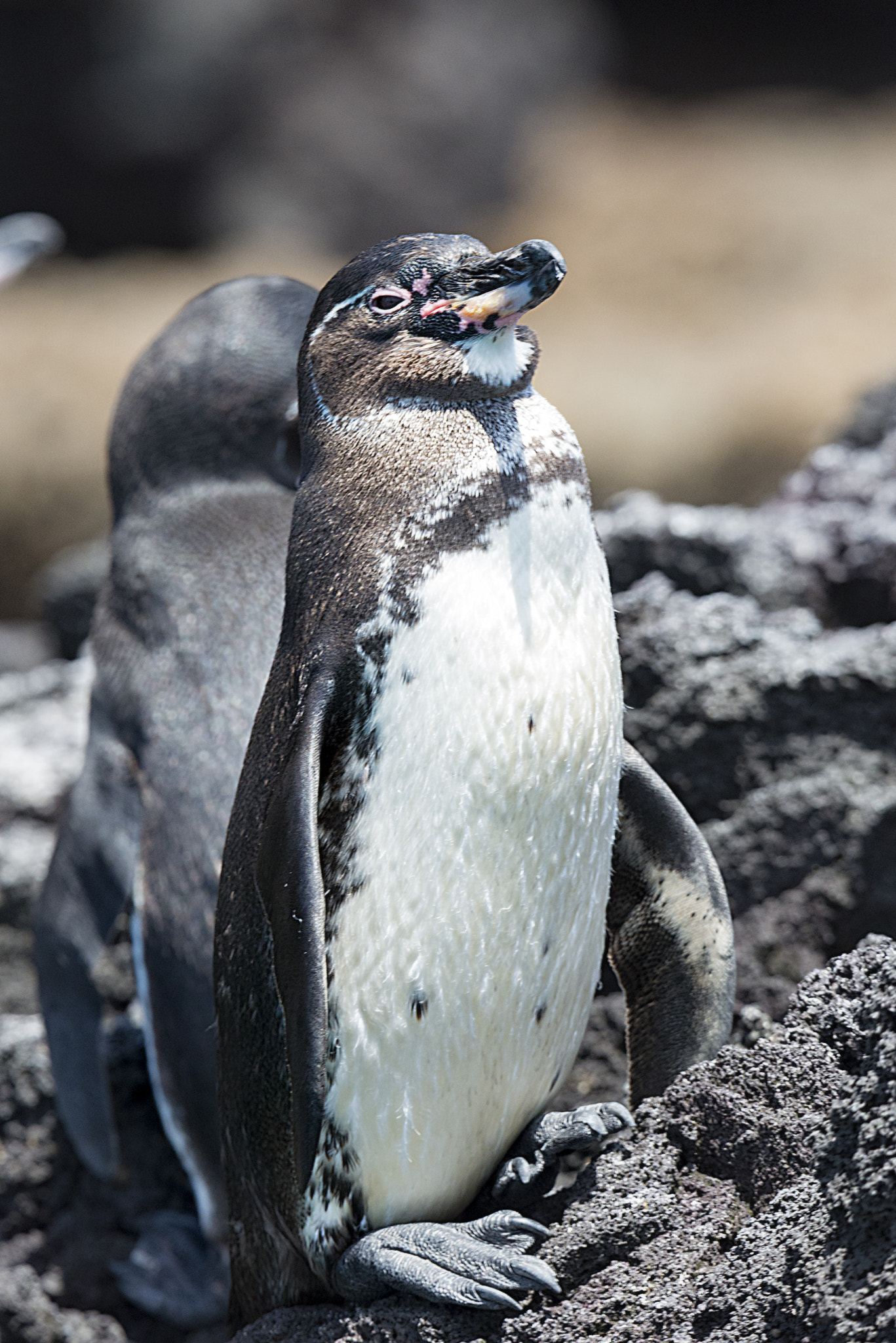 Nikon D800E sample photo. Pinguino delle galapagos photography